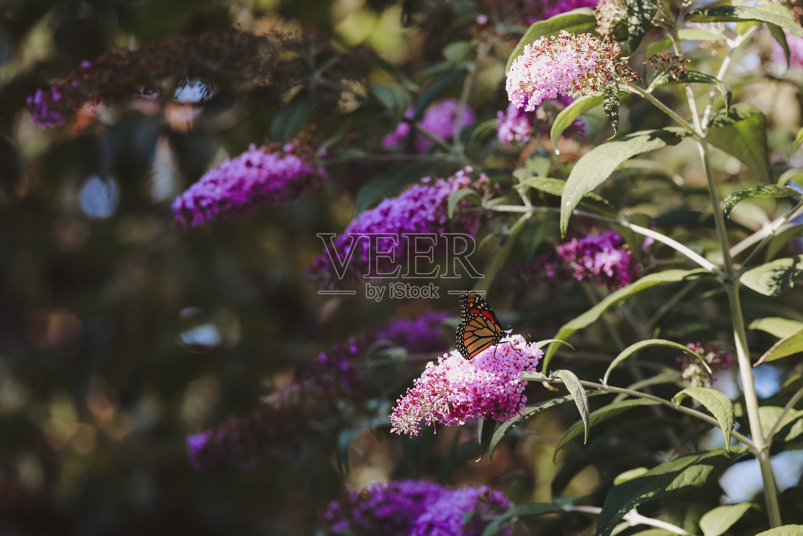 蝴蝶园中的君主蝶照片摄影图片