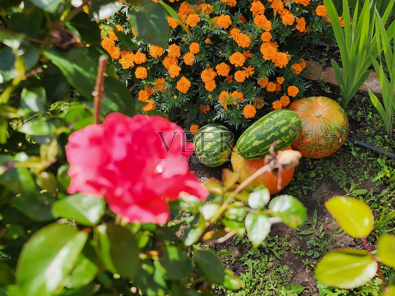 玫瑰、花朵和南瓜。照片摄影图片