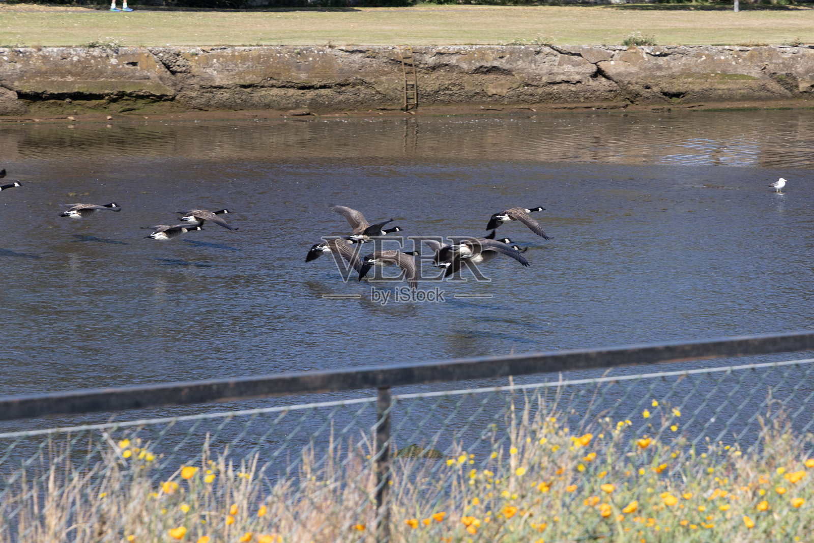 在苏格兰穆斯尔堡的鹅和天鹅照片摄影图片