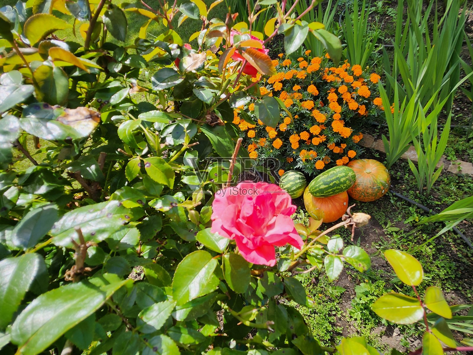 玫瑰、花朵和南瓜。照片摄影图片