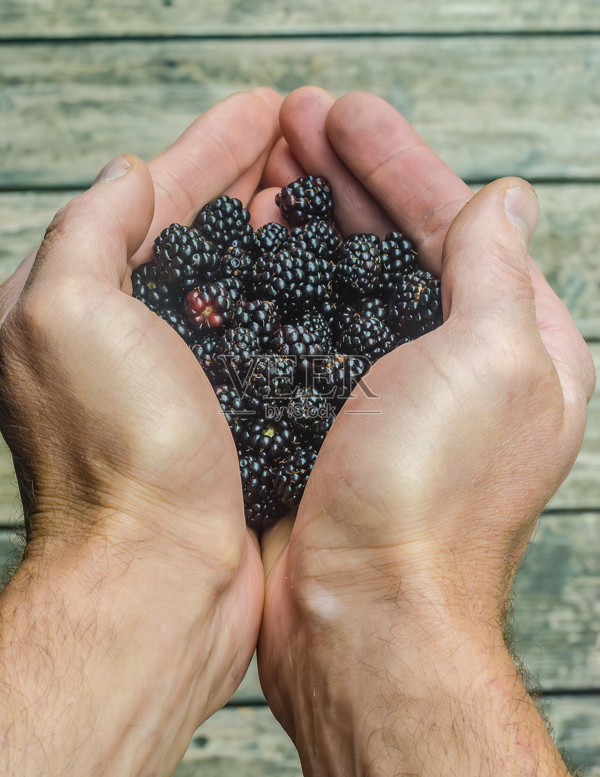 特写镜头展示双手在木质背景上握着新鲜成熟的黑莓照片摄影图片