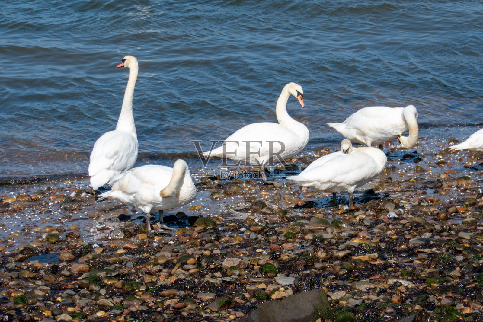 在苏格兰穆斯尔堡的鹅和天鹅照片摄影图片