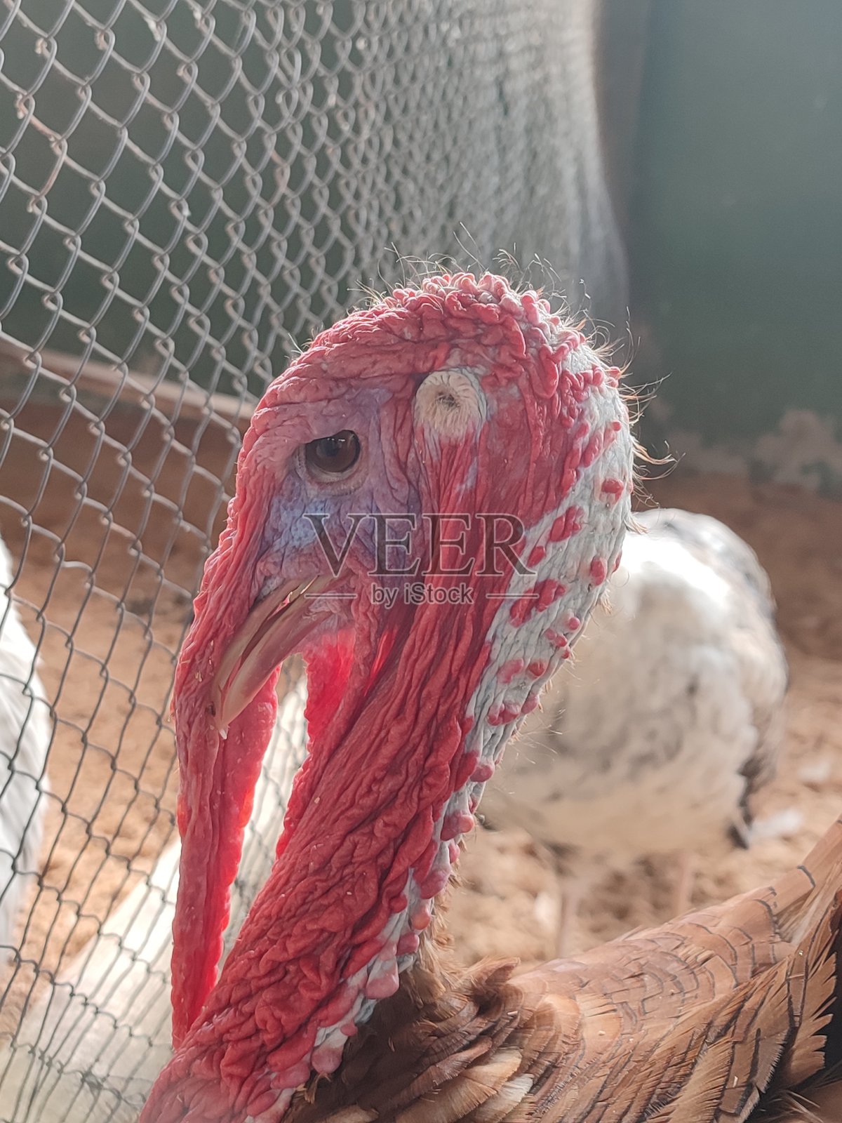 火鸡的脸照片摄影图片