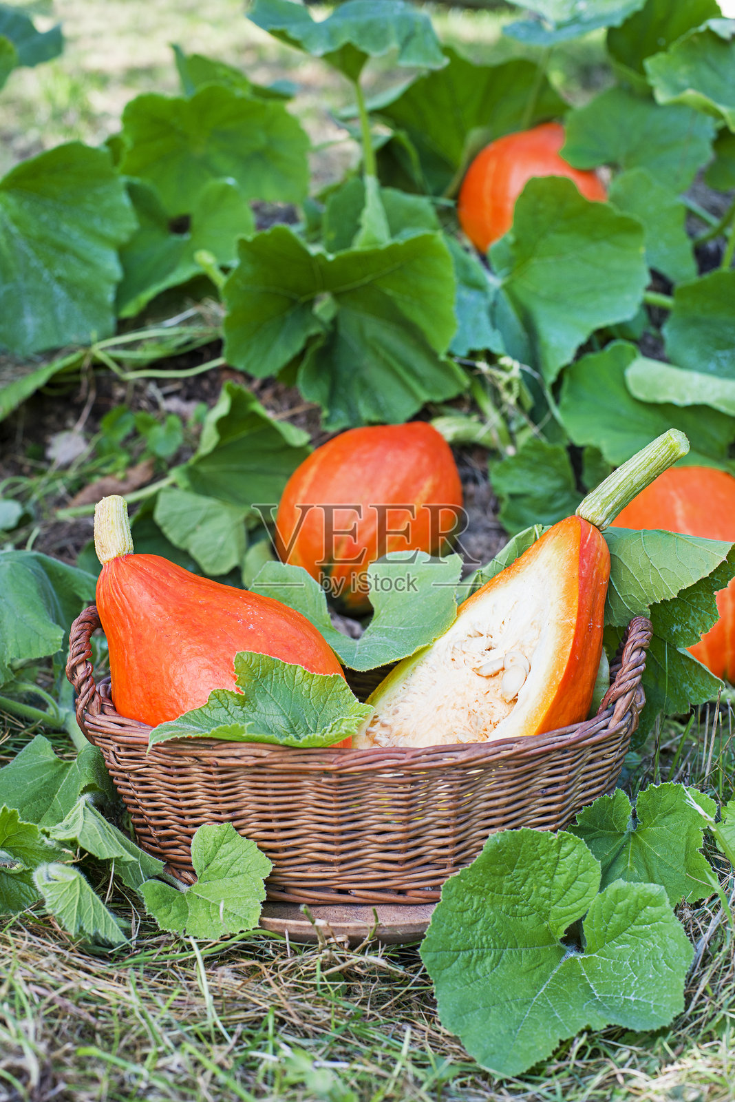 采摘北海道南瓜或红皮南瓜照片摄影图片