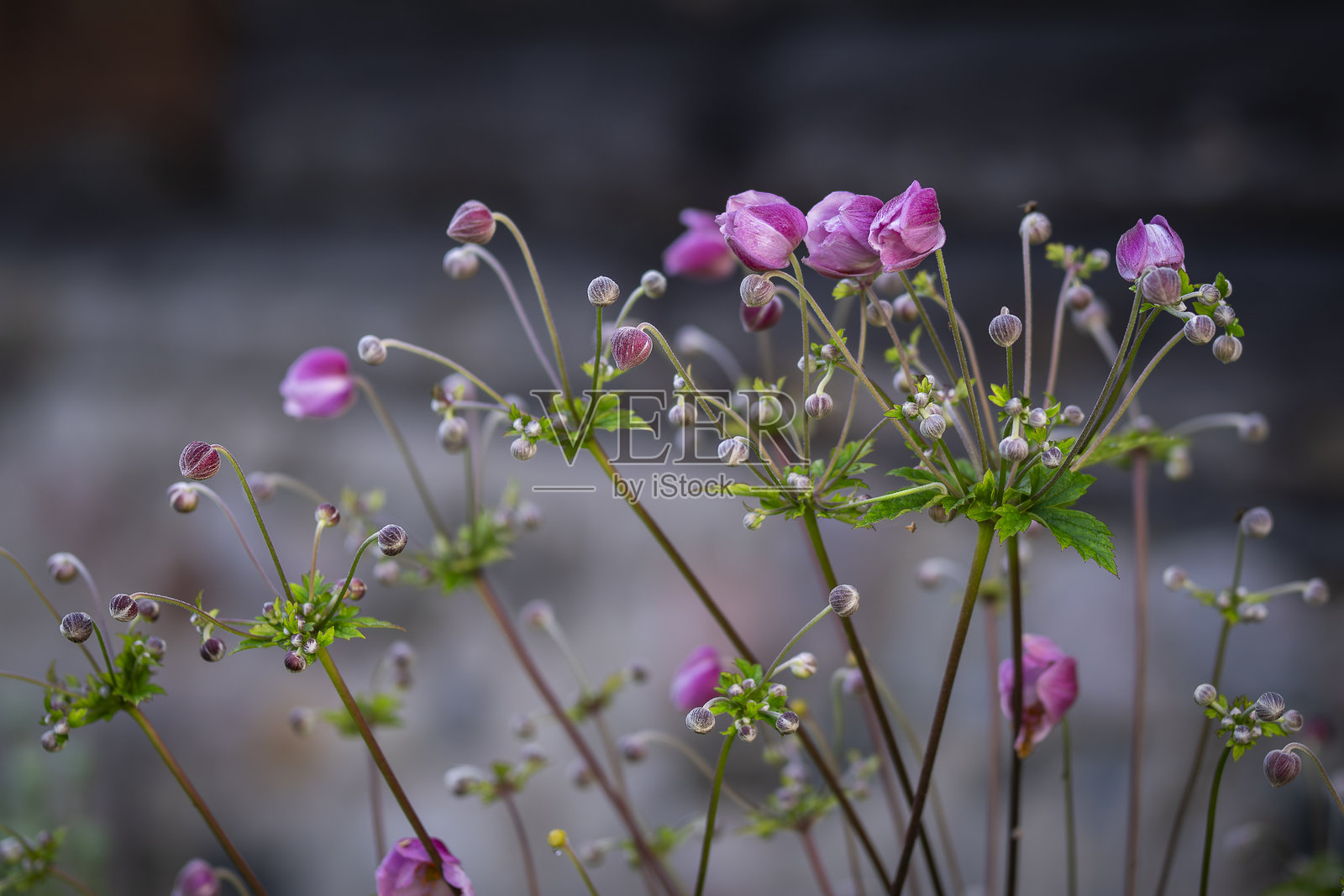 粉色的日本秋牡丹花特写照片摄影图片
