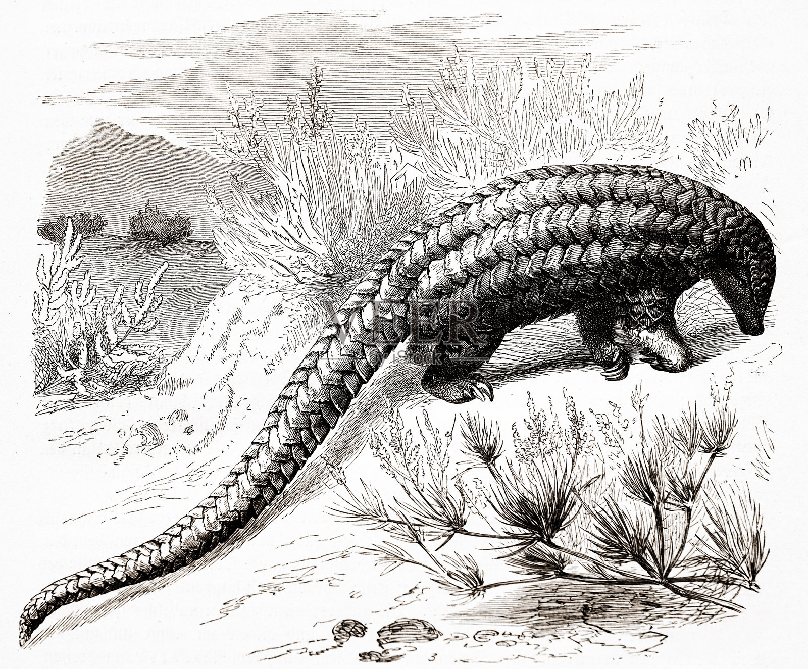 长尾穿山甲 - 四指穿山甲。插画图片素材