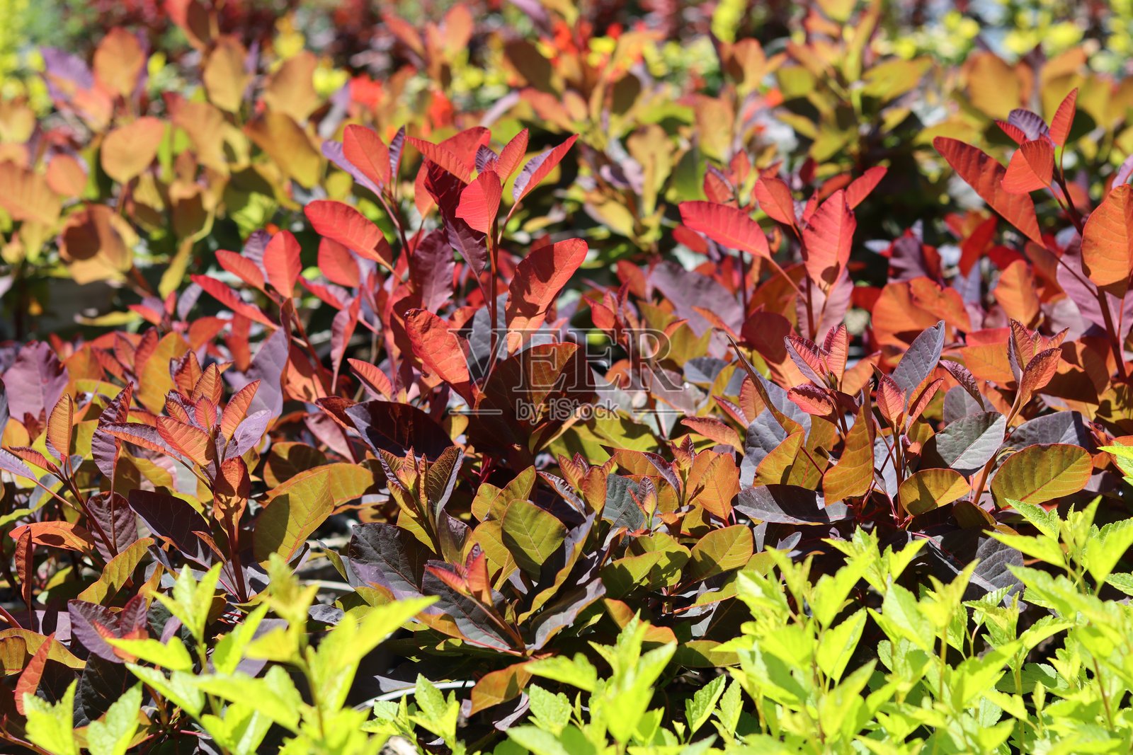 花园中的多彩紫穗槭叶子照片摄影图片