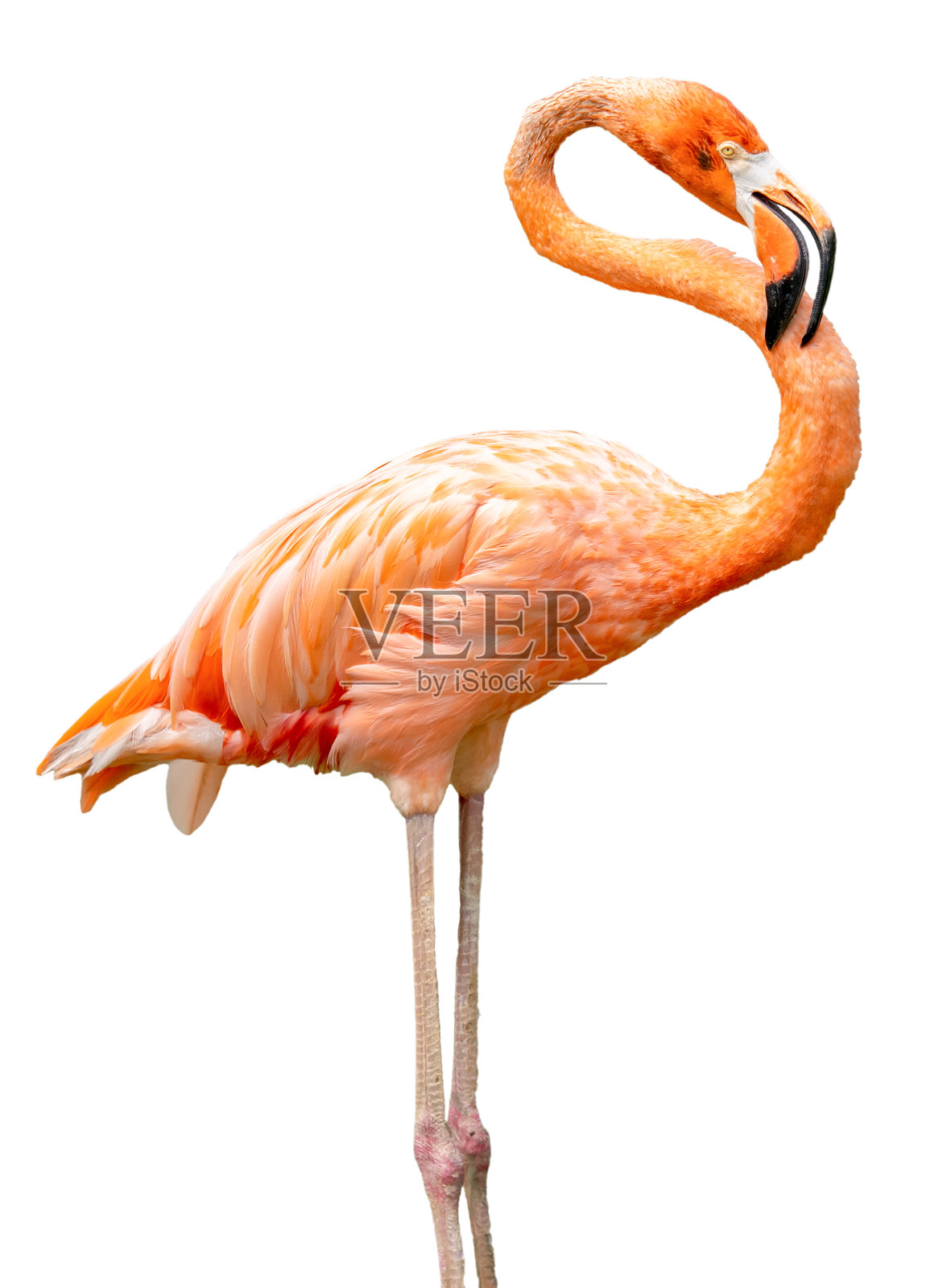 粉色火烈鸟照片摄影图片