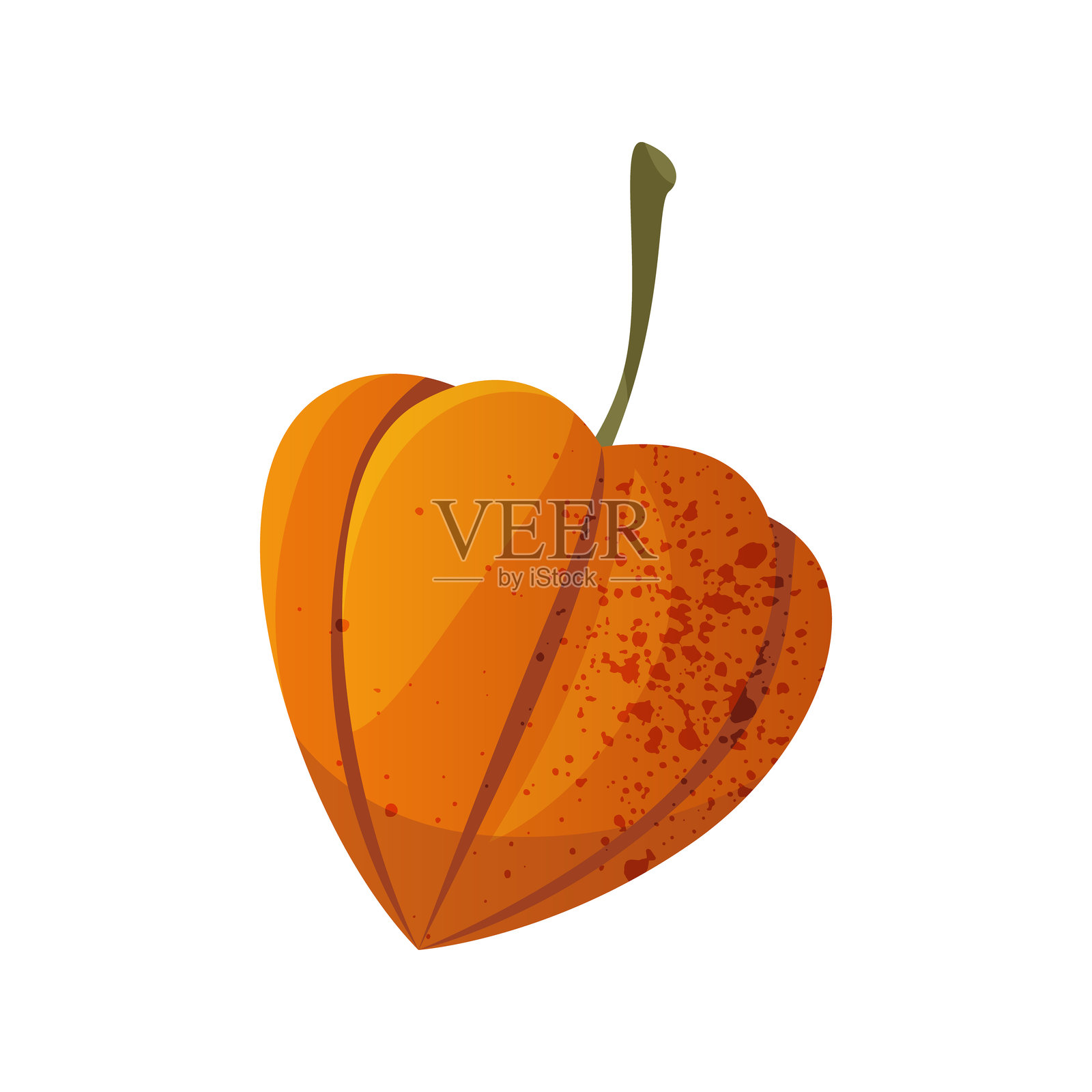 灯笼果矢量图标。秋季植物或花卉。插画图片素材