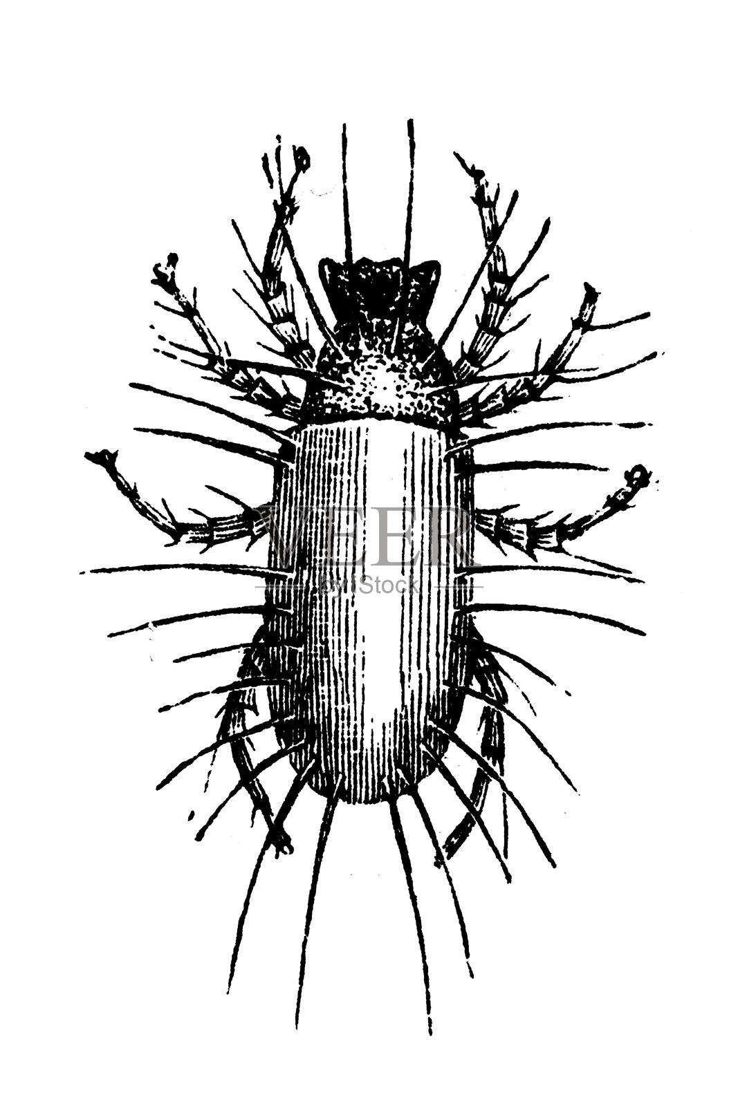 奶酪螨插画图片素材