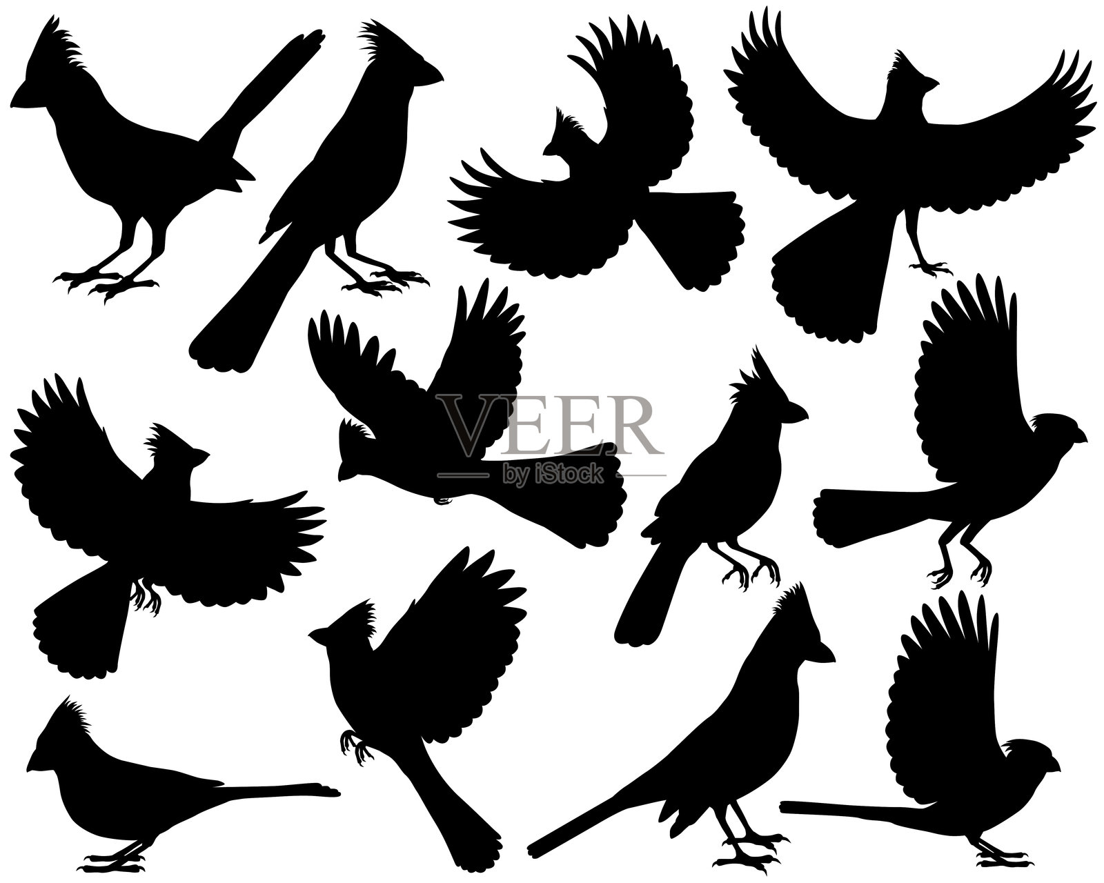 北方红雀剪影插画图片素材