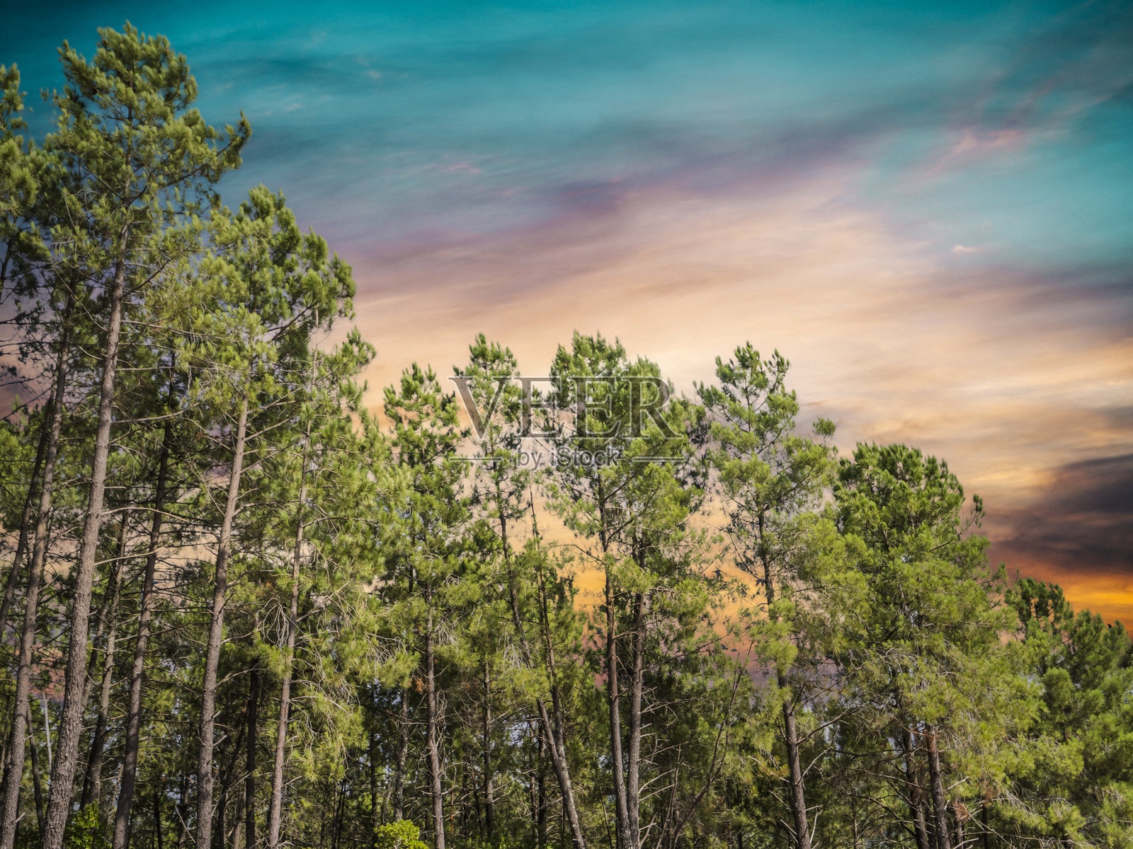 松树树冠与黄昏时分忧郁的天空照片摄影图片