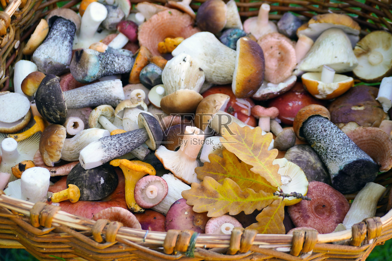编织篮子里装满了新鲜采摘的野生蘑菇和秋天的橡树叶照片摄影图片