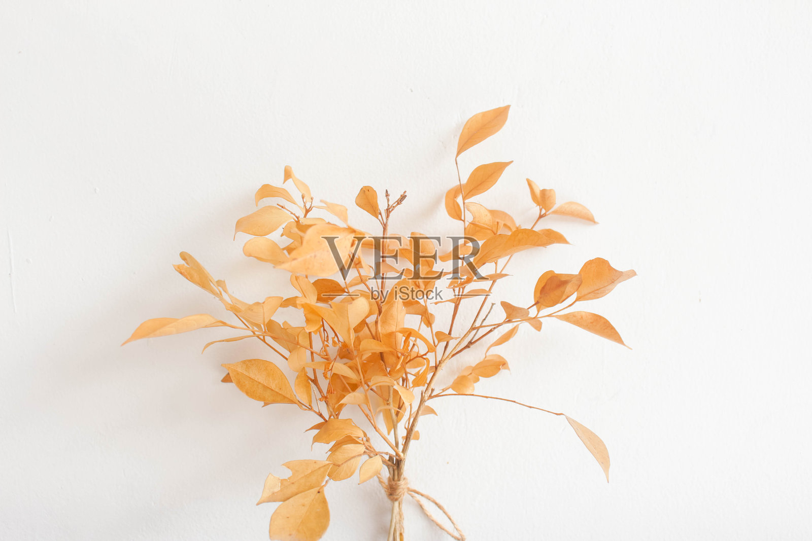 干燥植物 2照片摄影图片