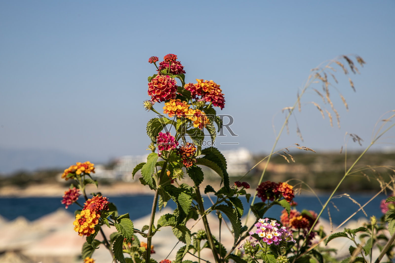 海滨风景旁盛开的五彩缤纷的花朵照片摄影图片
