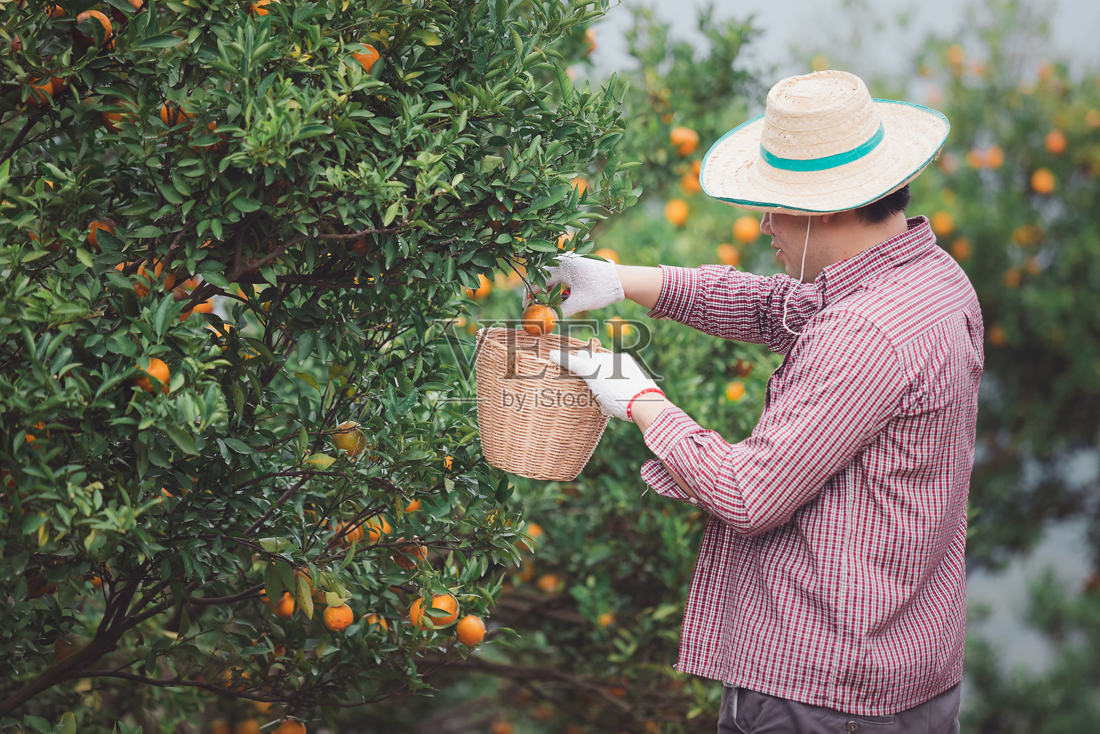 农民或园丁戴着手套，使用修剪剪刀在树上采摘橙子。照片摄影图片