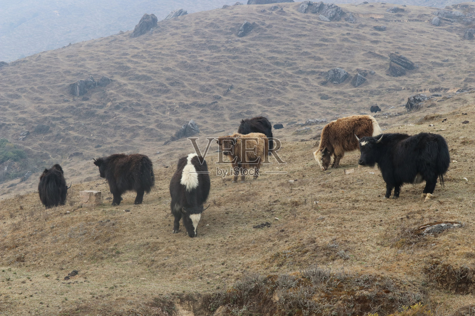 牦牛和查尔吉在喜马拉雅山的高山草甸上行走照片摄影图片