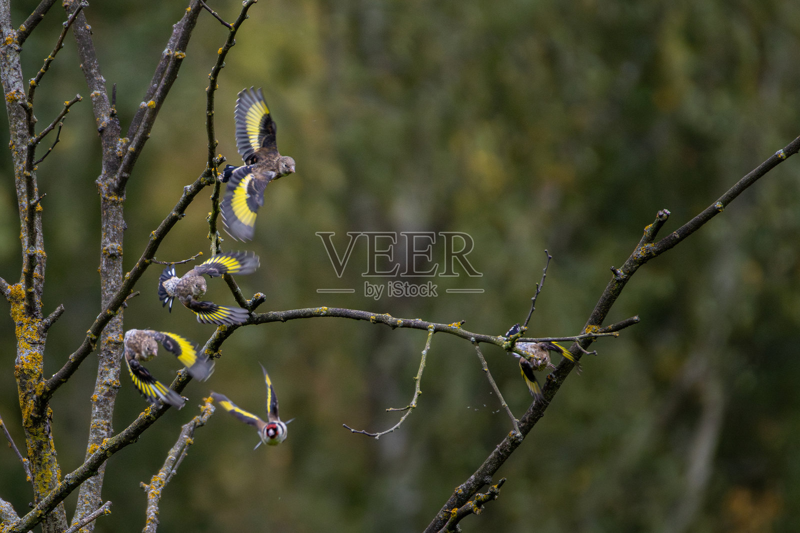 一小群欧洲金翅雀照片摄影图片