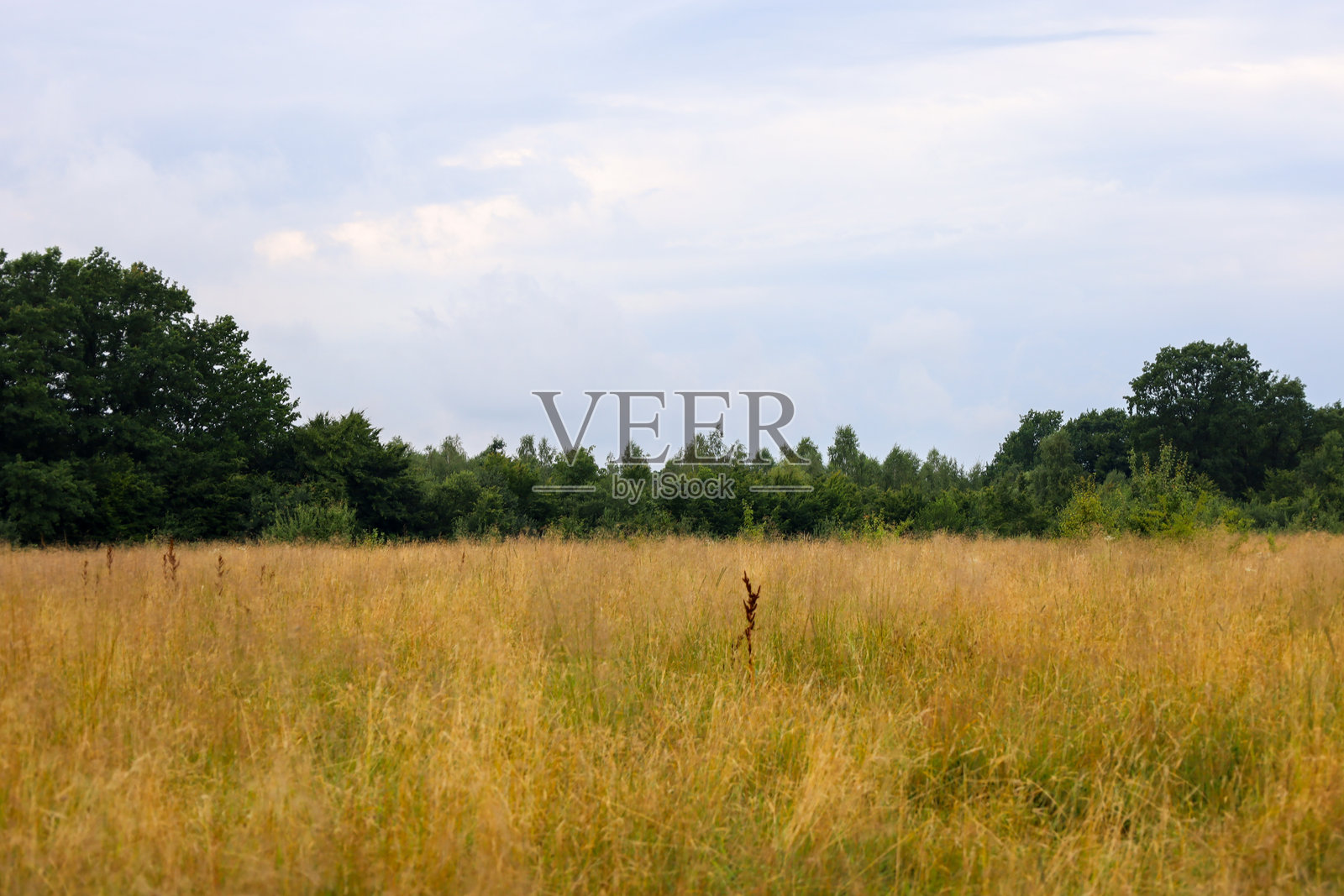 色彩斑斓的夏季风景，干燥的高草和地平线上生机勃勃的树木。在淡灰色的天空下，宁静的乡村景色突显了自然风光的美丽。照片摄影图片