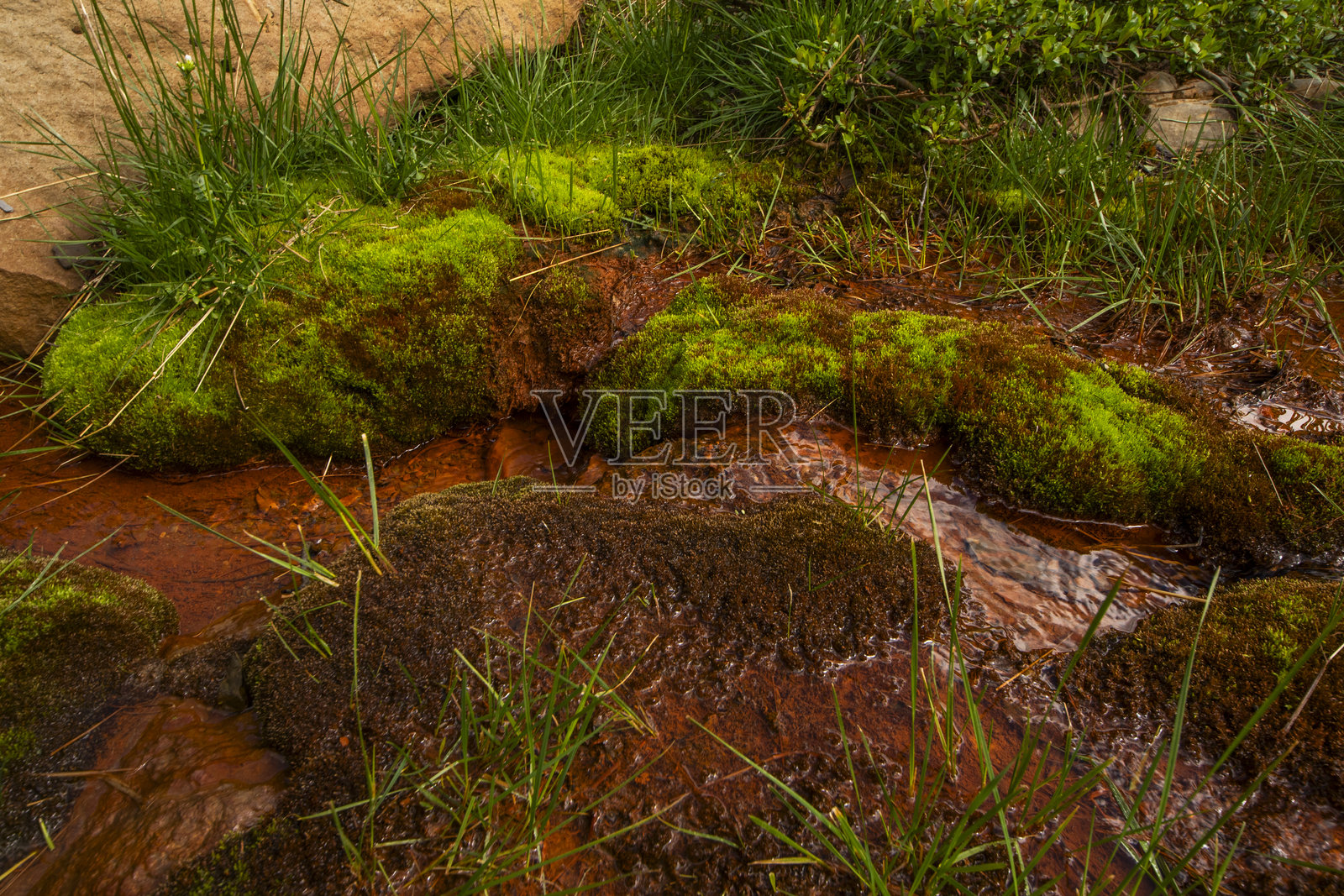 自然中的矿泉水照片摄影图片