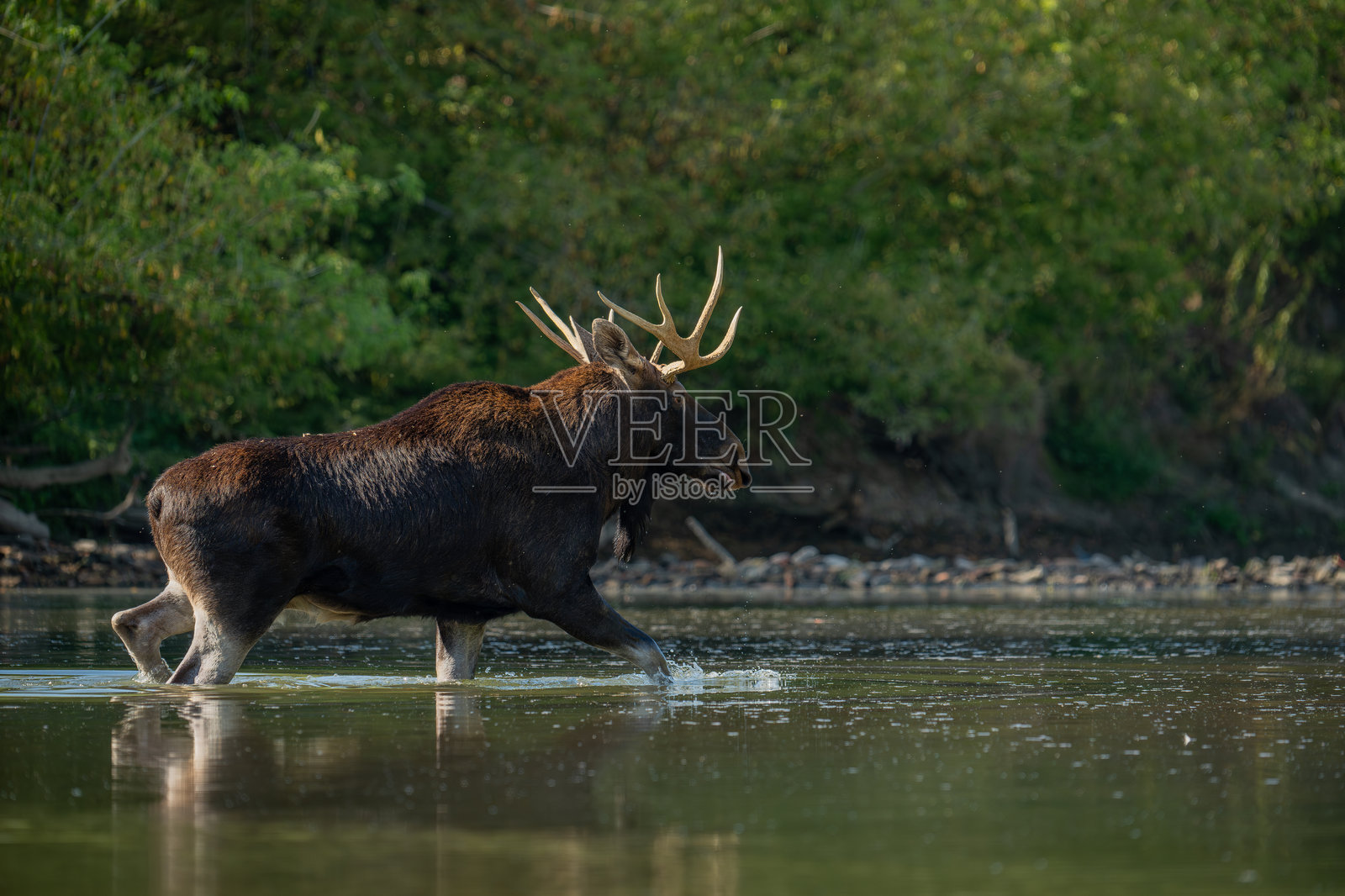 驼鹿照片摄影图片