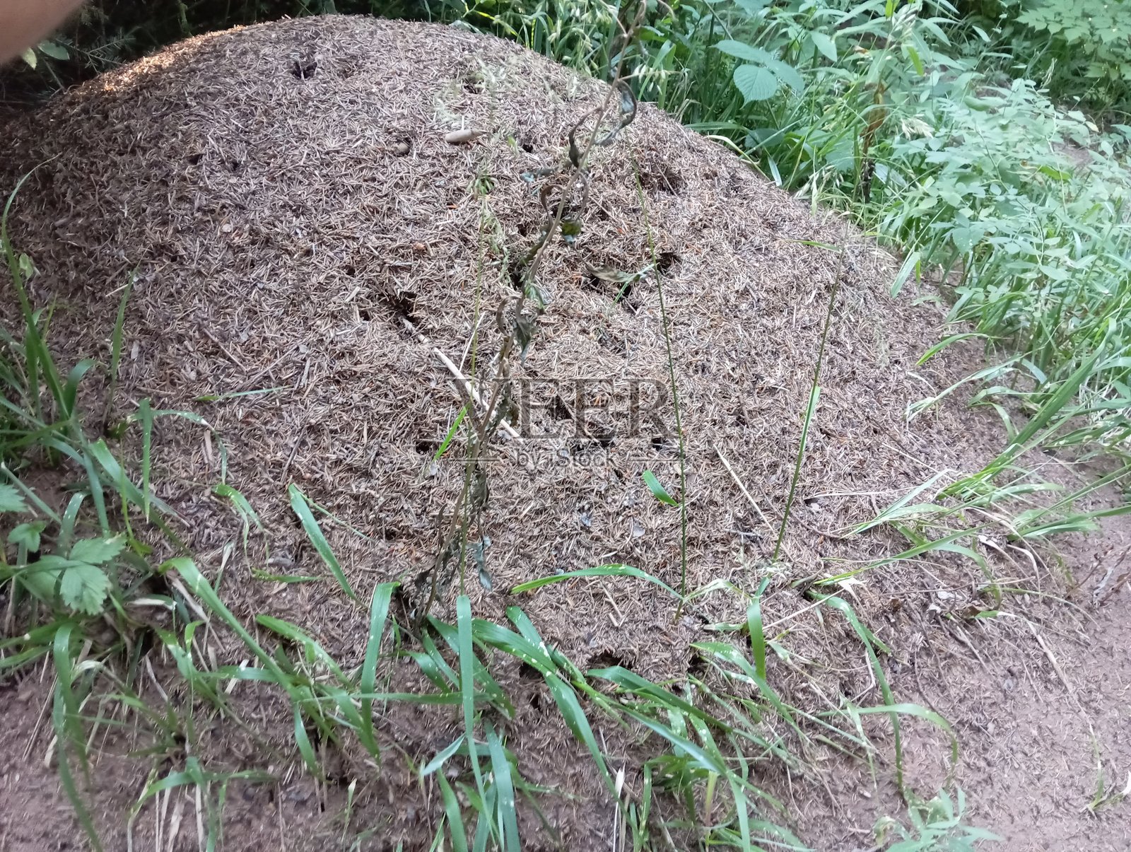 森林中的蚁丘照片摄影图片