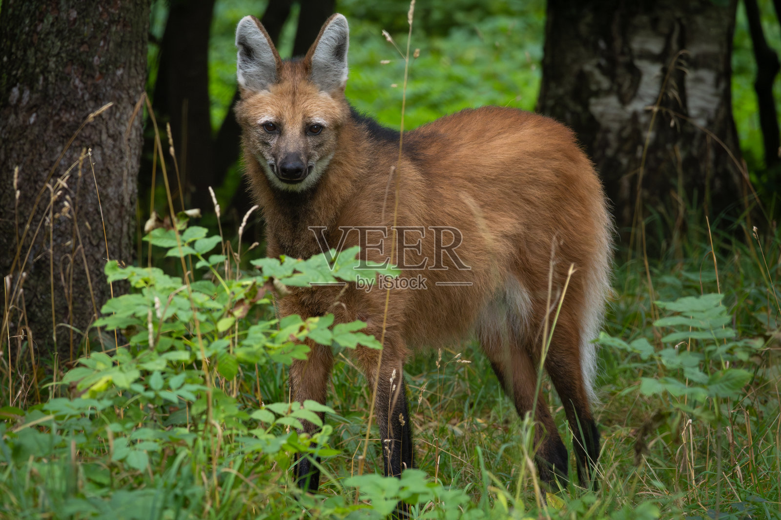 鬃狼（Chrysocyon brachyurus）。野生动物。照片摄影图片