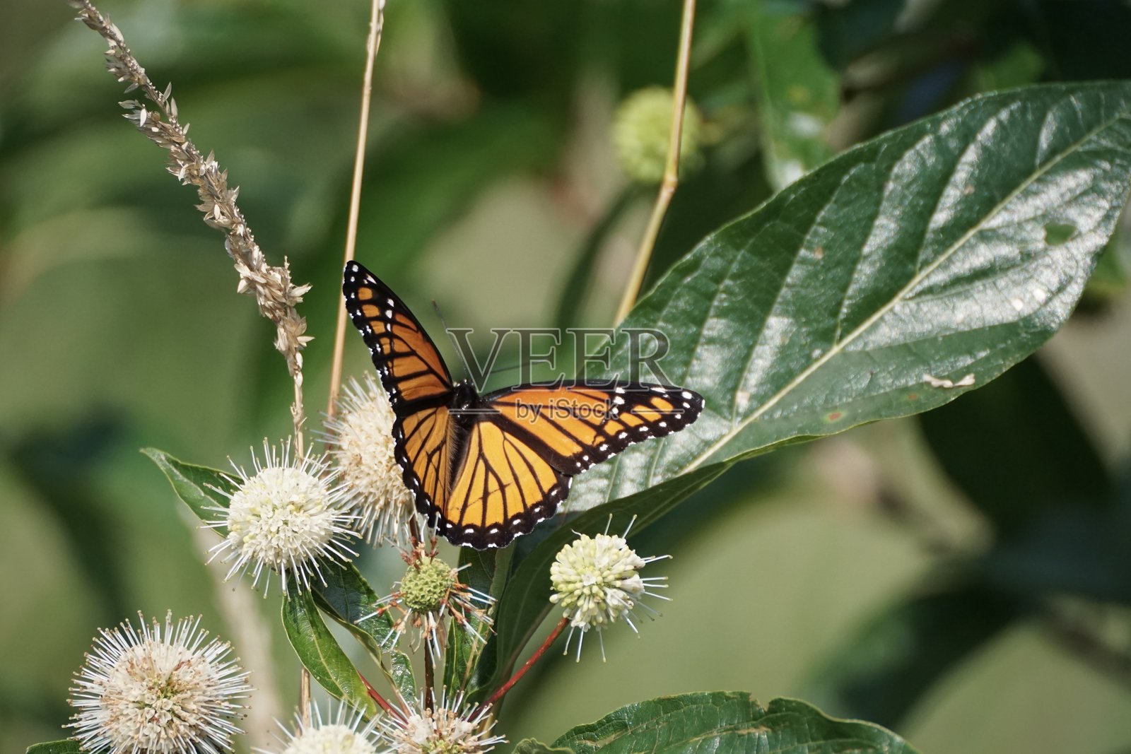 蝴蝶照片摄影图片
