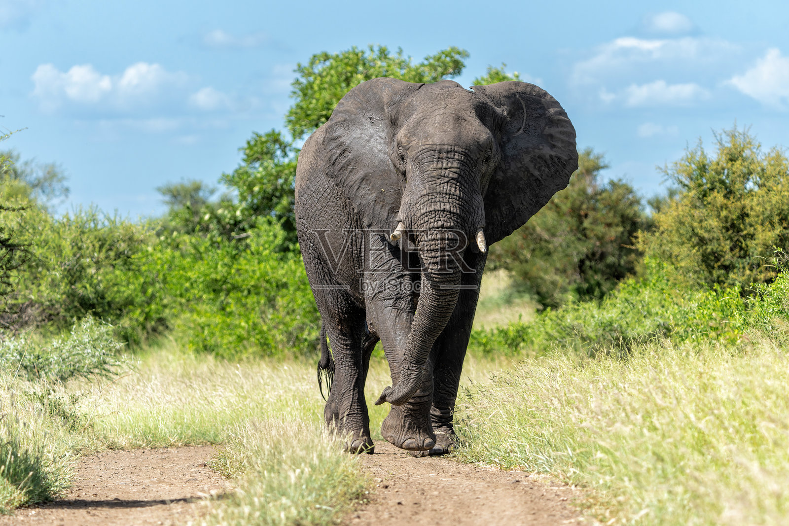 克鲁格国家公园中的雄性大象照片摄影图片