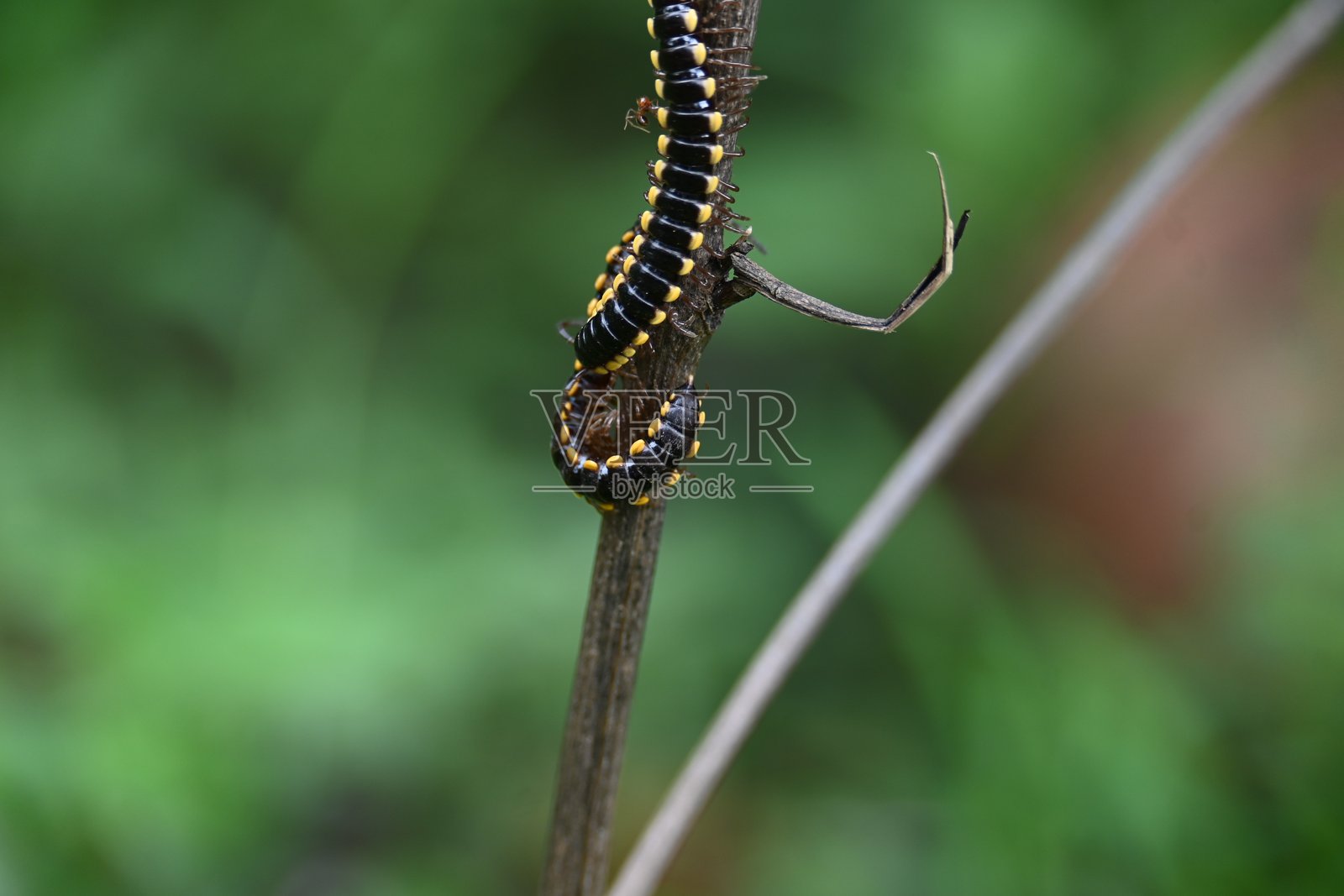 哈帕菲哈伊登尼亚千足虫。照片摄影图片