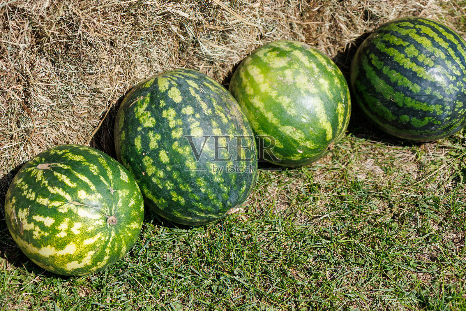 四个绿色西瓜静静地放在草地上照片摄影图片
