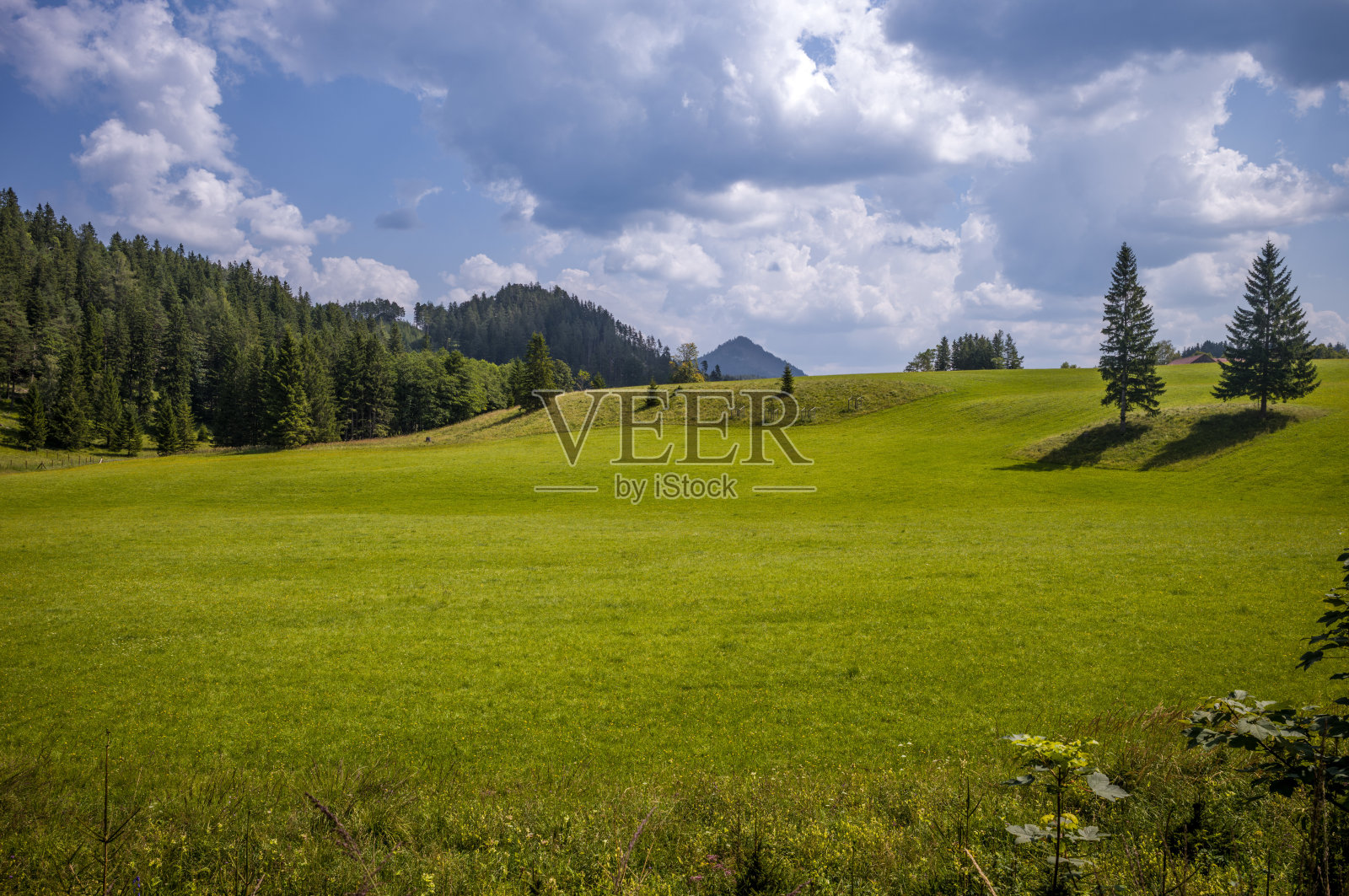 起伏的绿丘和树木照片摄影图片