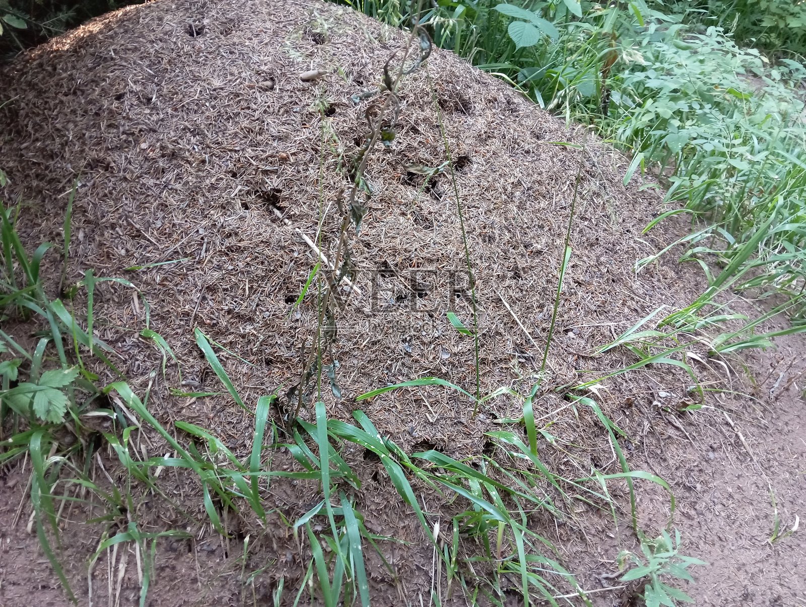 森林中的蚁丘照片摄影图片