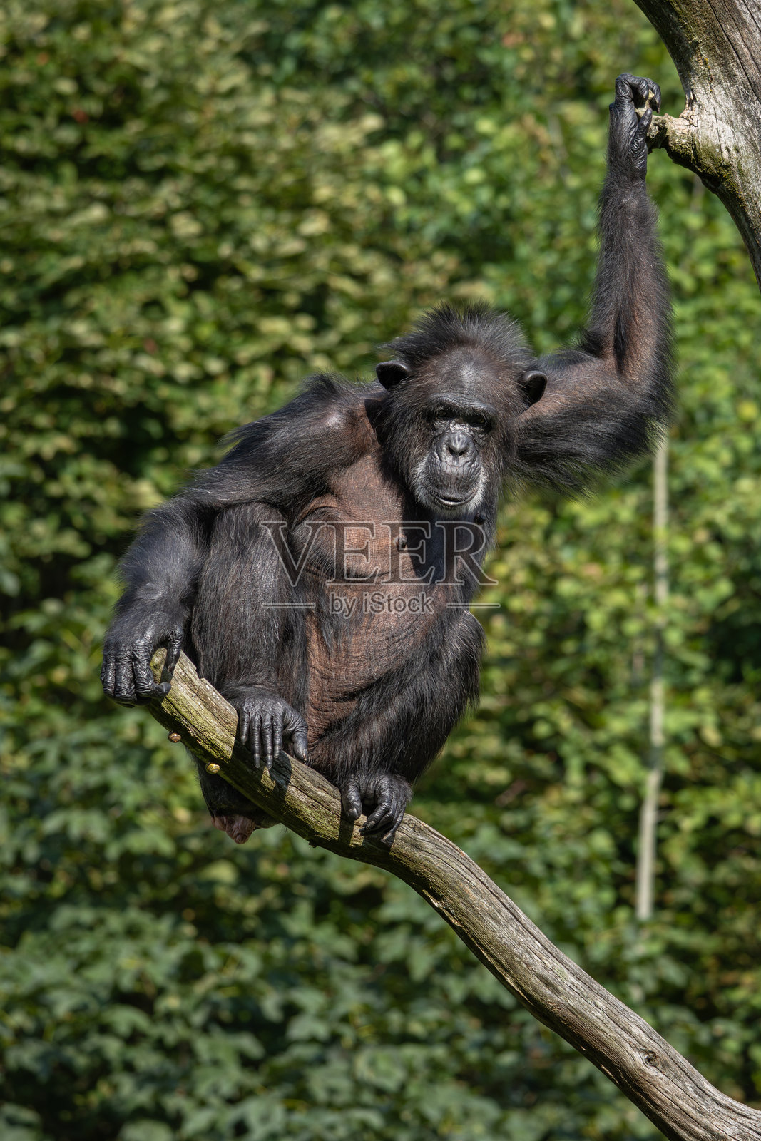 树上的黑猩猩。照片摄影图片