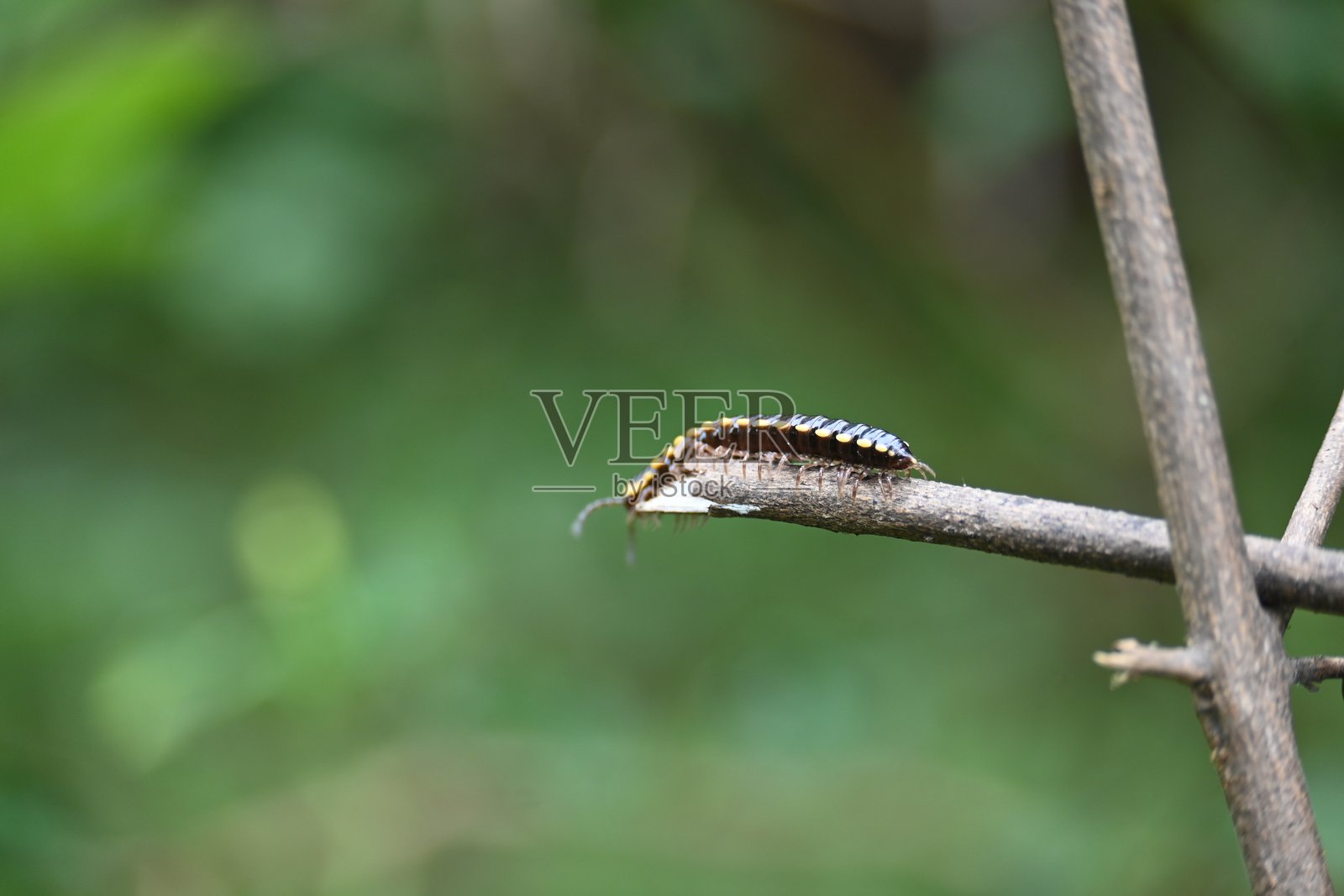 哈帕菲哈伊登尼亚千足虫。照片摄影图片