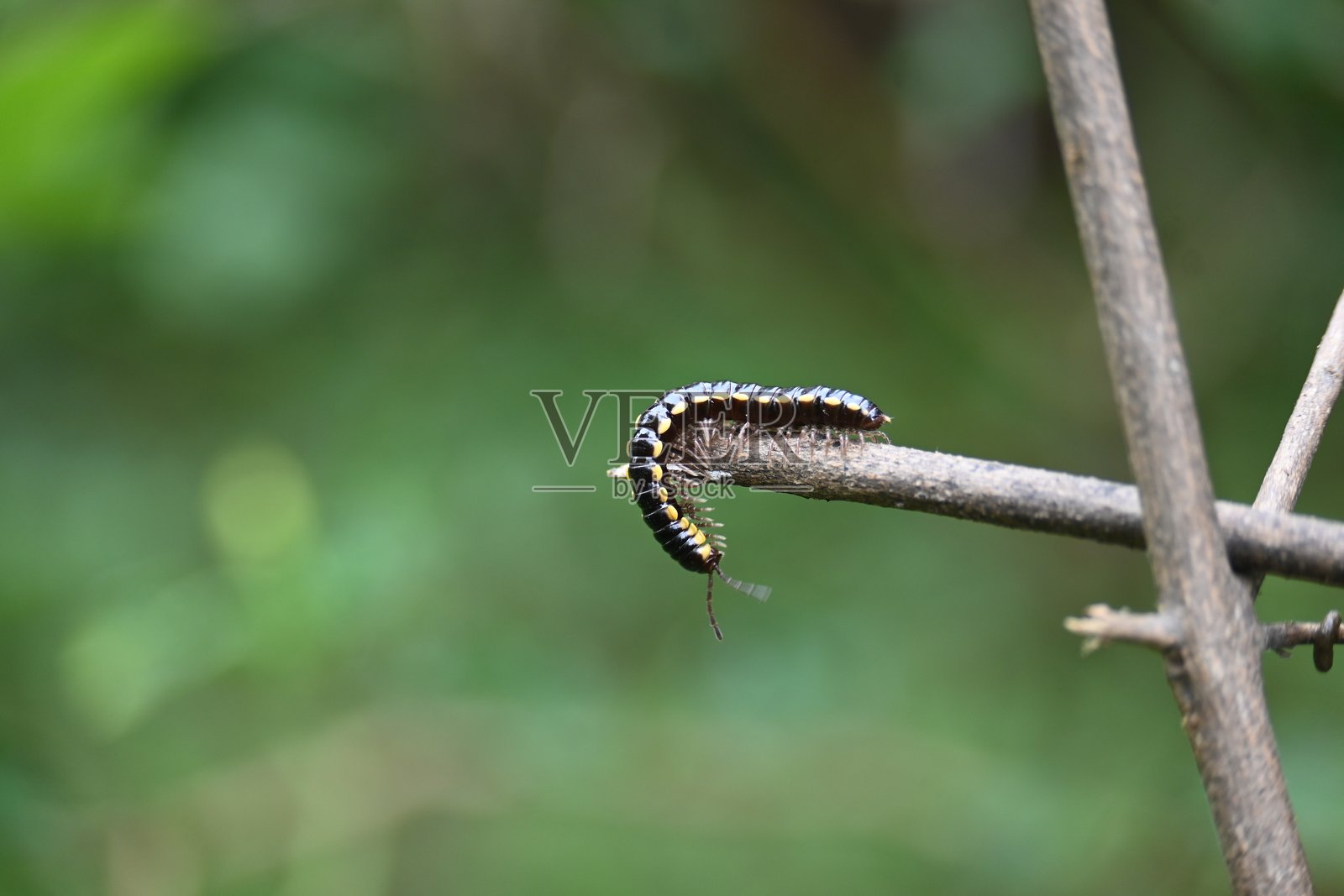哈帕菲哈伊登尼亚千足虫。照片摄影图片