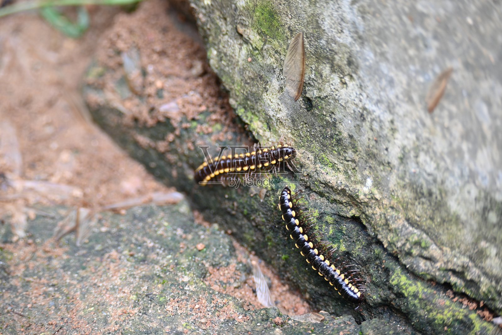 哈帕菲哈伊登尼亚千足虫。照片摄影图片