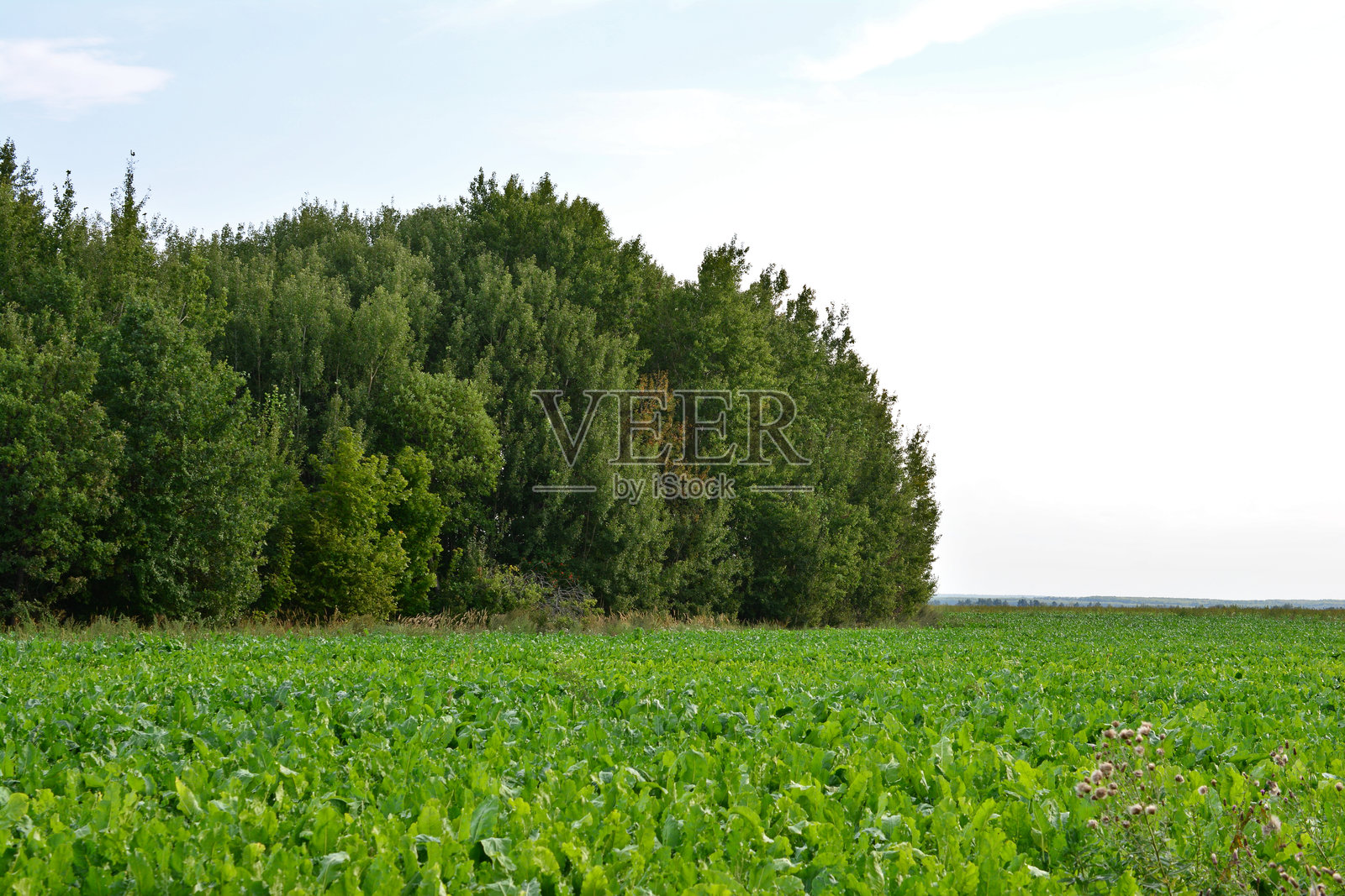 郁郁葱葱的绿野被茂密的森林环绕，晴朗的天空下留有空白空间照片摄影图片