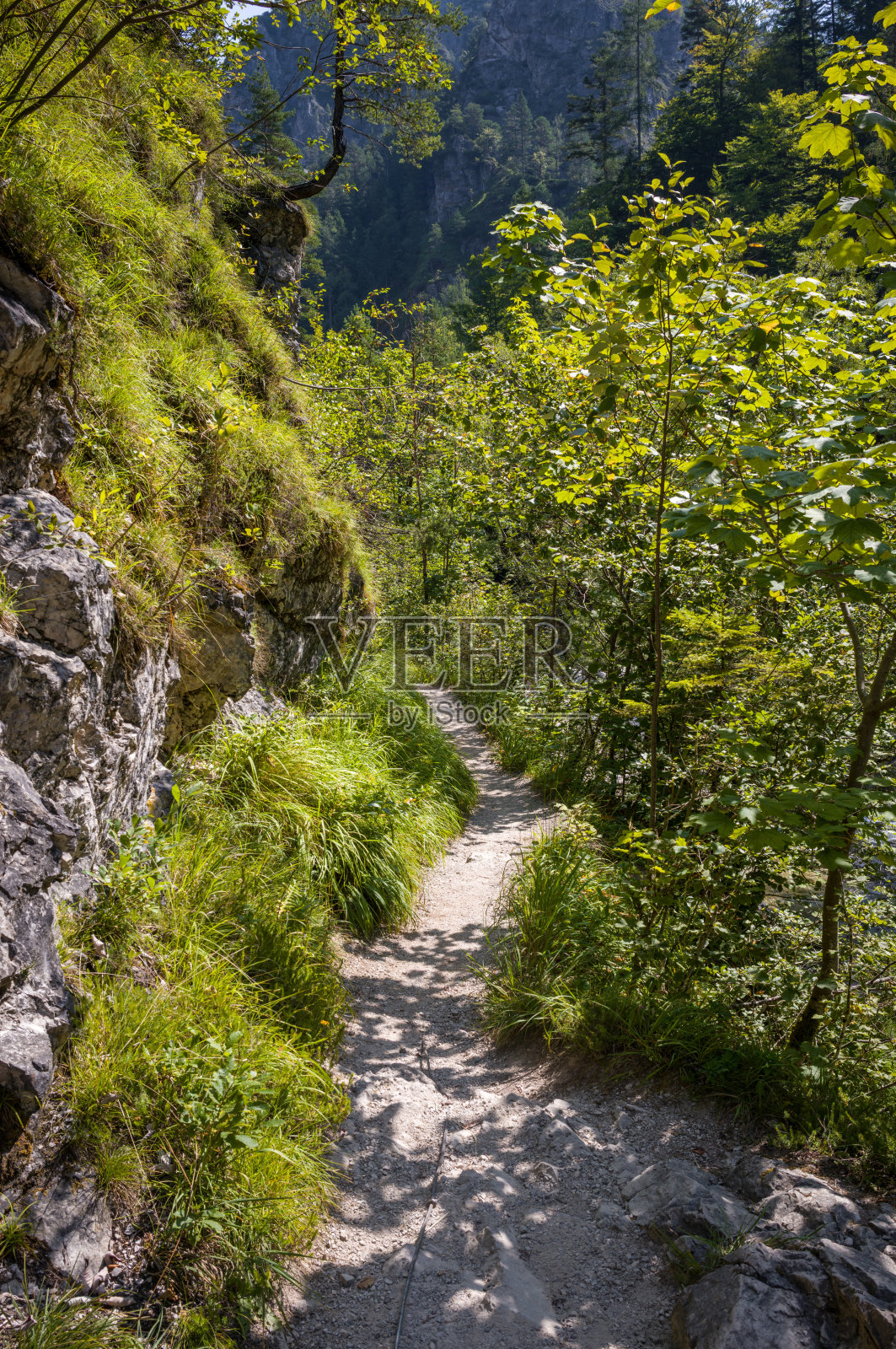 树林中的阴凉小径照片摄影图片