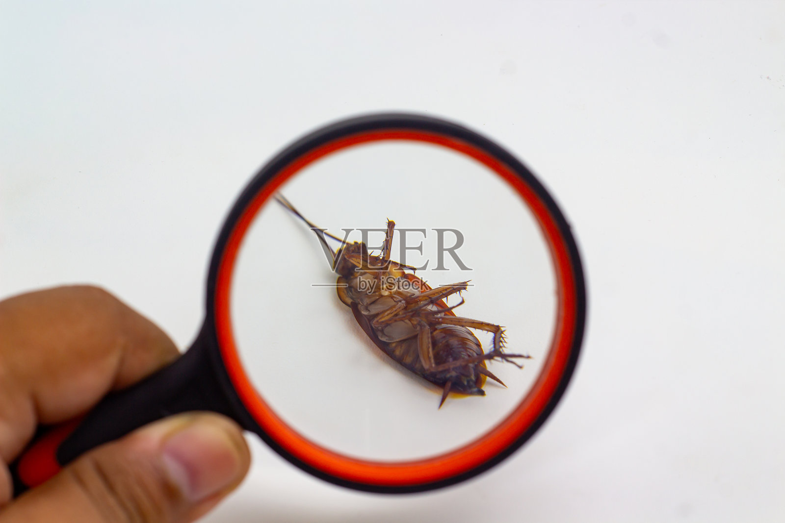 放大镜聚焦在一只死蟑螂上，象征着害虫控制和卫生检查，展示了在干净白色背景下正在调查的详细昆虫，代表着清洁。照片摄影图片