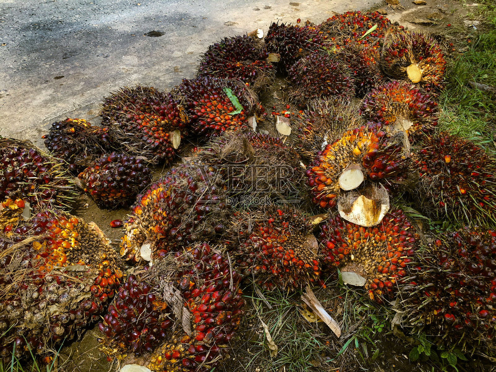 加里曼丹种植园的棕榈油照片摄影图片