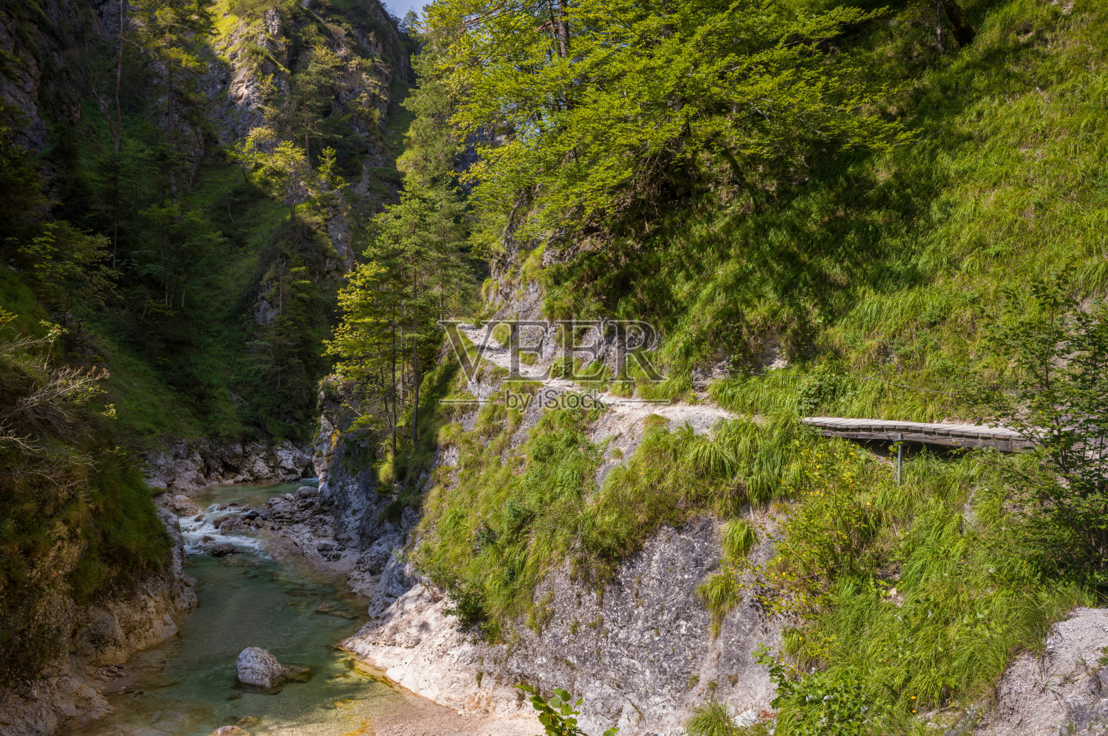 森林中的河边小径照片摄影图片