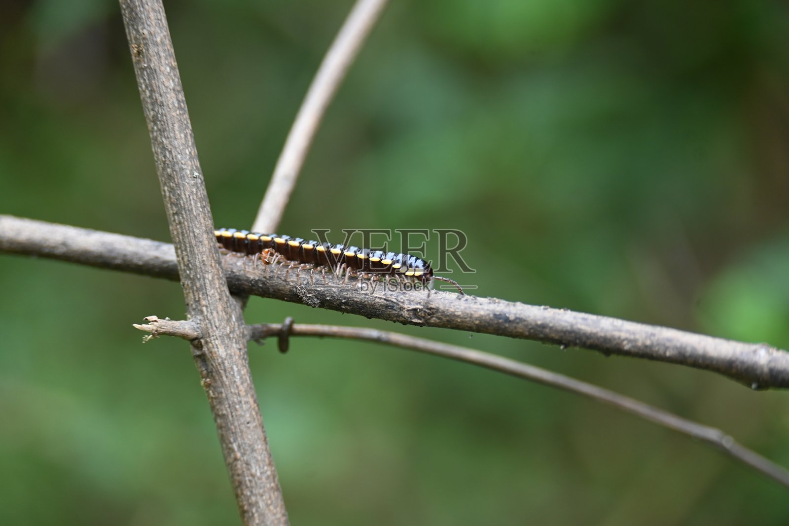 哈帕菲哈伊登尼亚千足虫。照片摄影图片