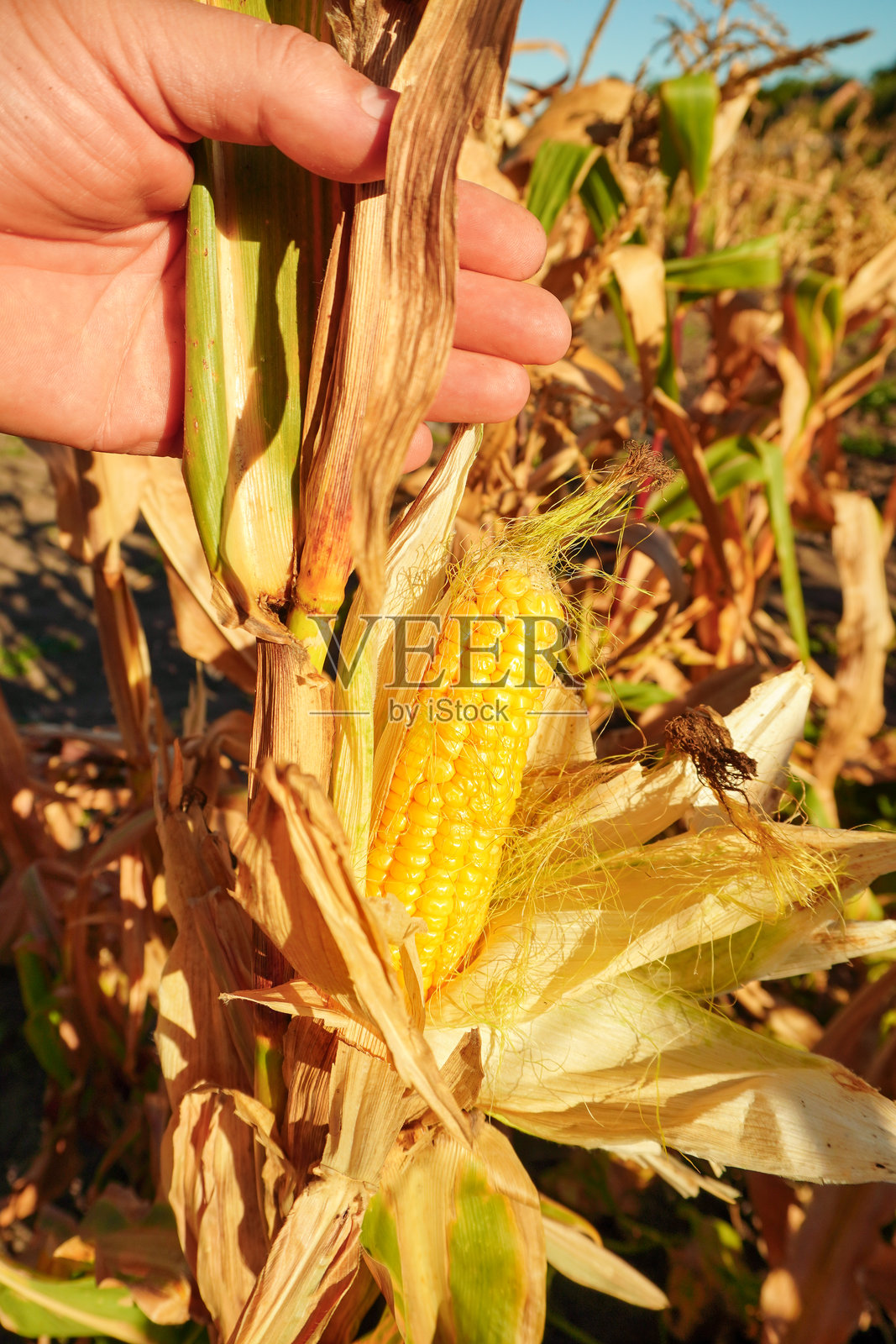 一只手伸向阳光明媚的田野中，干枯的玉米叶间藏着一穗成熟的玉米。鲜艳的黄色玉米粒表明这是夏末收获的最佳时机。照片摄影图片
