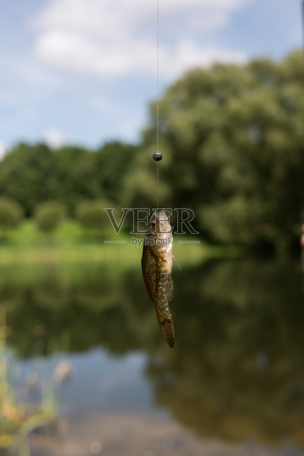 在宁静的自然环境中，钓到的小鱼挂在钓线上照片摄影图片