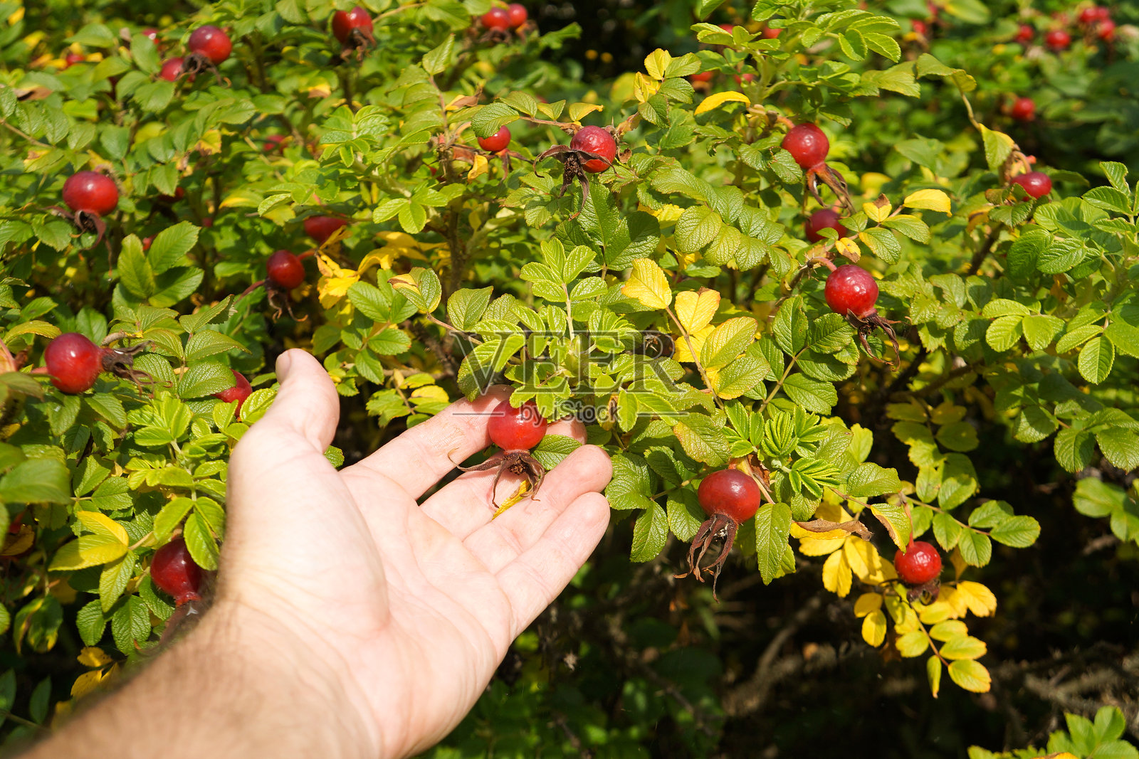 轻轻托起成熟的玫瑰果，准备在收获季节采摘。照片摄影图片