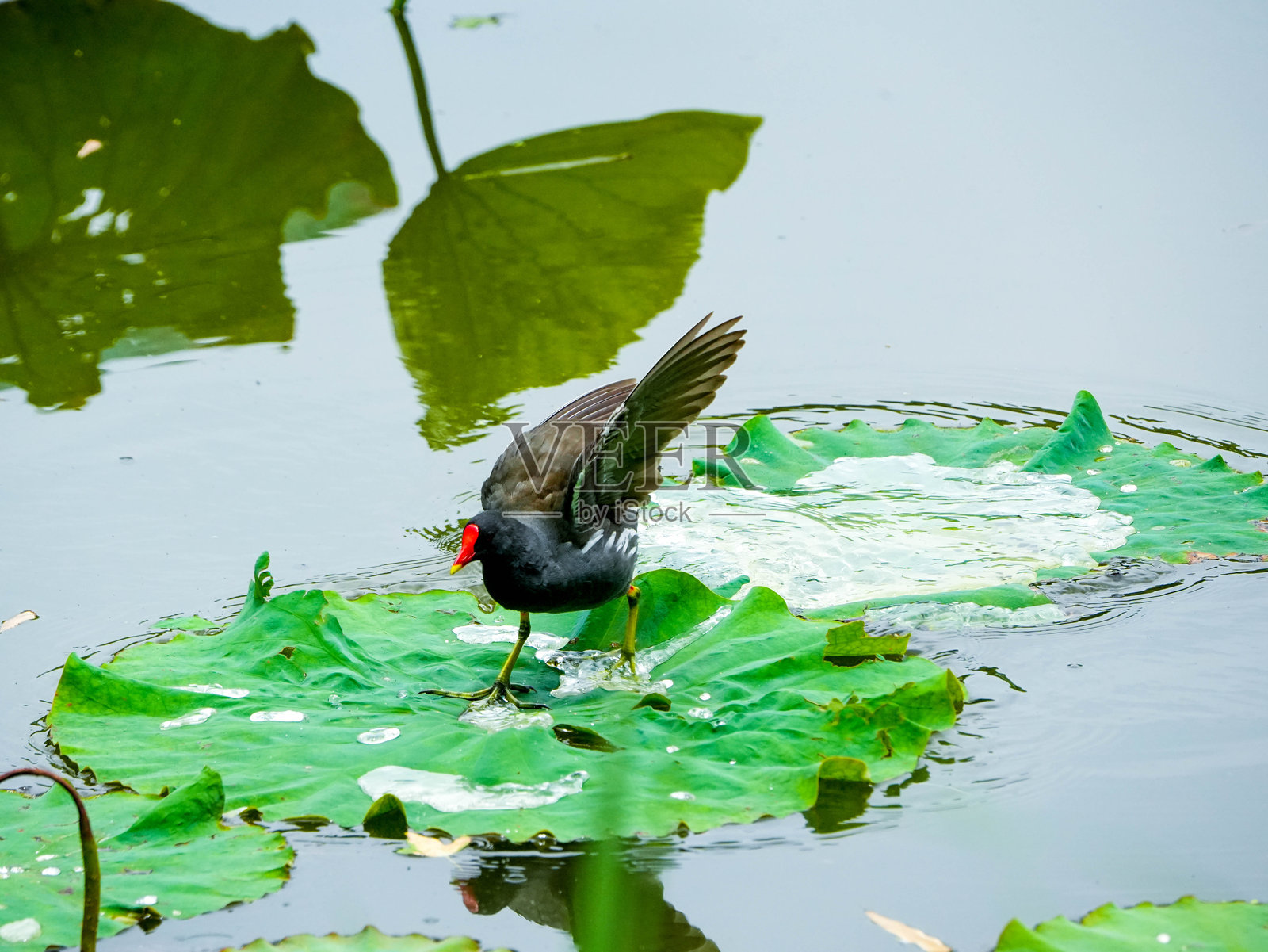水鸟栖息在睡莲叶上照片摄影图片