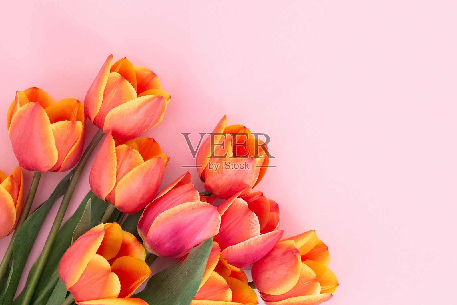 鲜艳的橙色和粉色郁金香在柔和的粉色背景上照片摄影图片