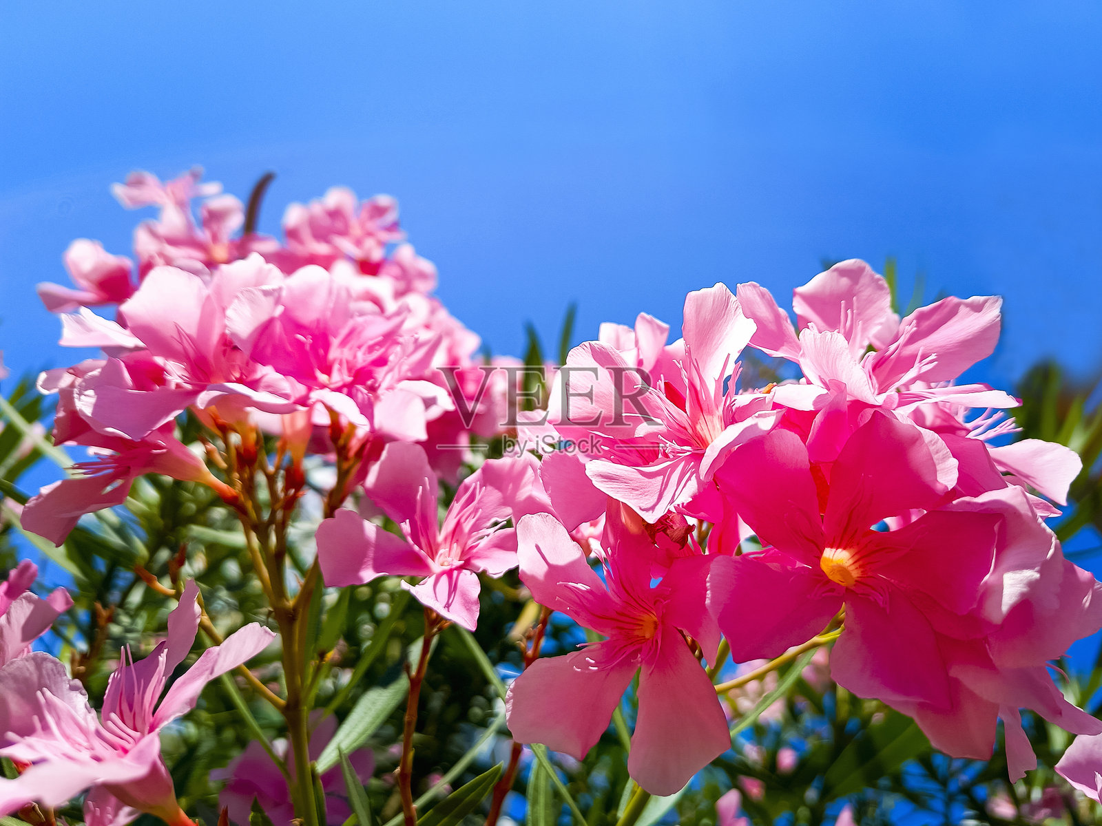 粉色夹竹桃花与蓝天相映成趣。美丽的自然背景。照片摄影图片