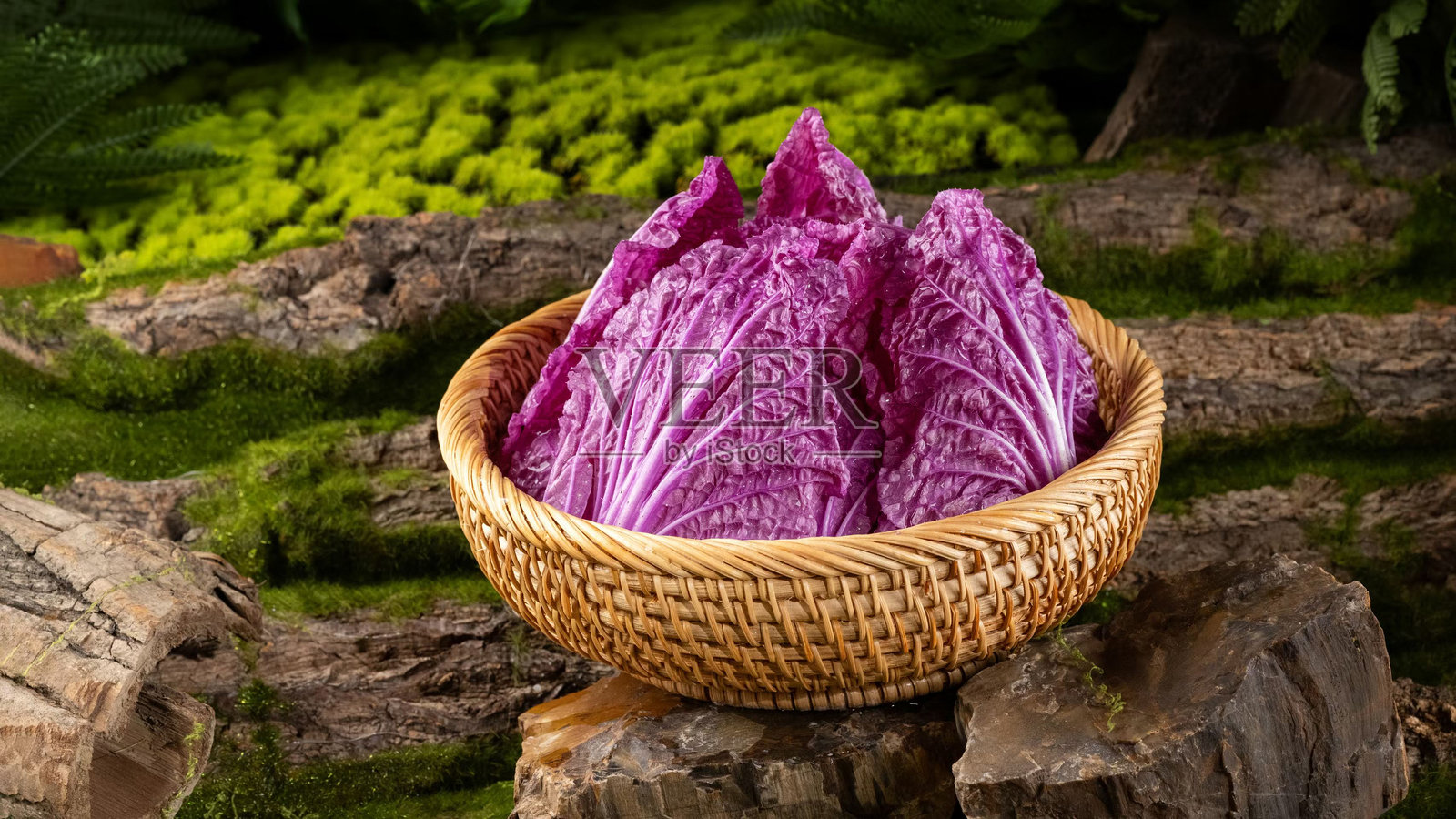 紫色的中国白菜是一种通过杂交培育的新型蔬菜。照片摄影图片